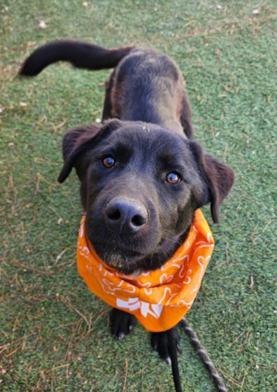 Enlarge Lucky Ace, a ADOPTABLE mixed breed in Eagle, CO image 5/6