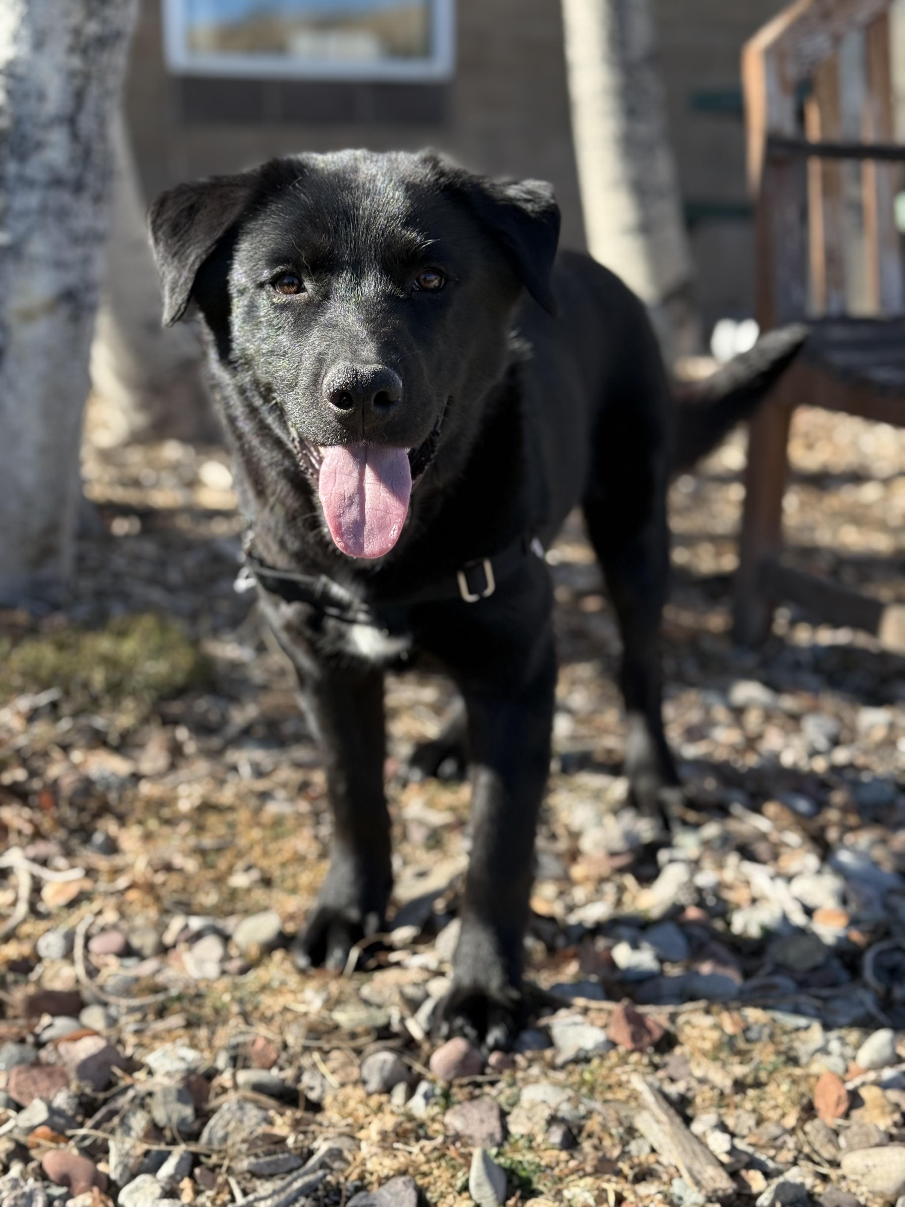 Enlarge Lucky Ace, a ADOPTABLE mixed breed in Eagle, CO image 2/6
