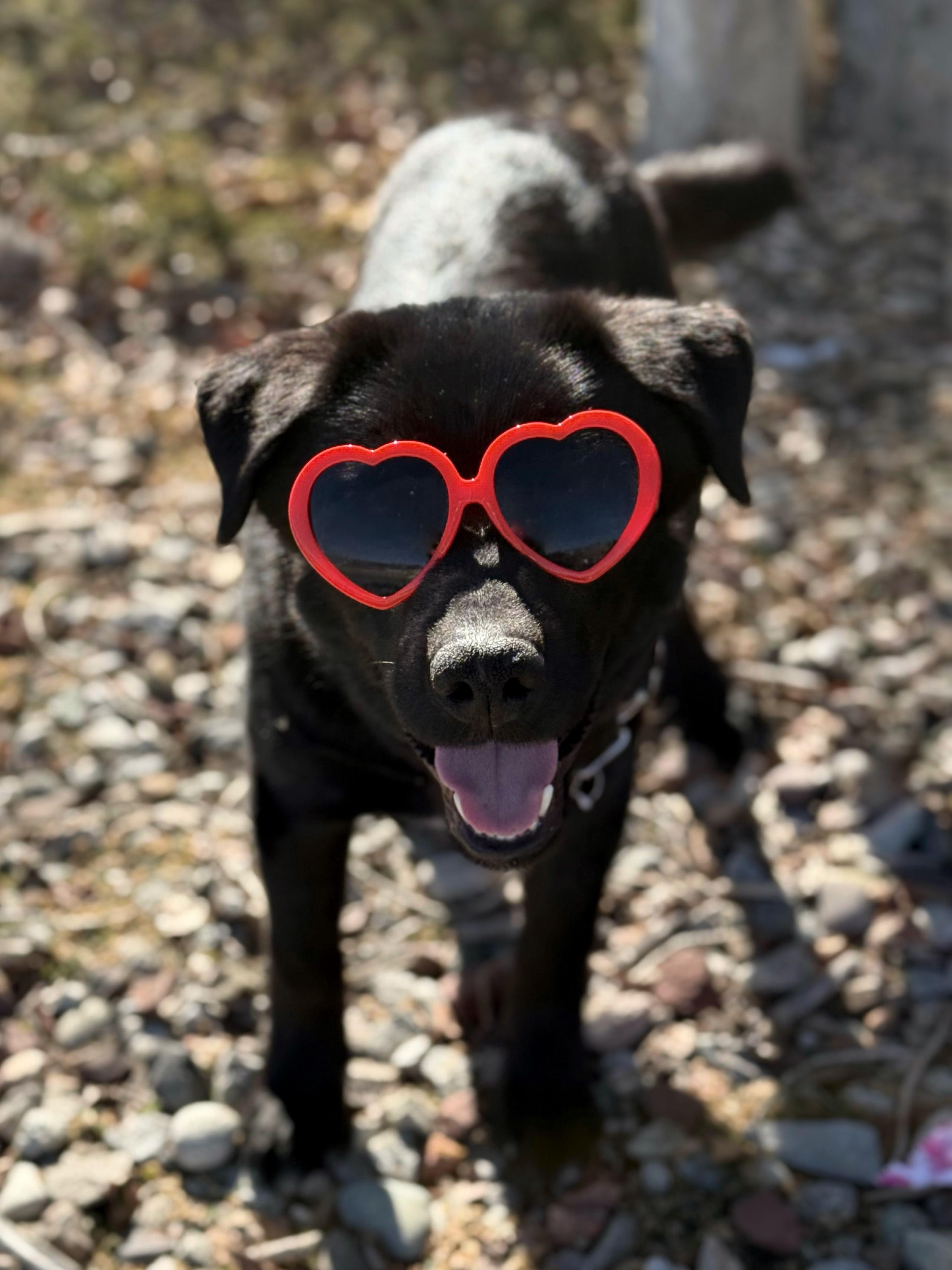 Lucky Ace, ADOPTABLE, Young Male Black Labrador Retriever.