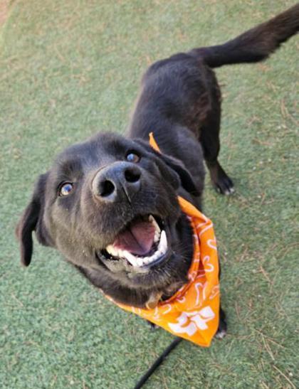 Enlarge Lucky Ace, a ADOPTABLE mixed breed in Eagle, CO image 6/6