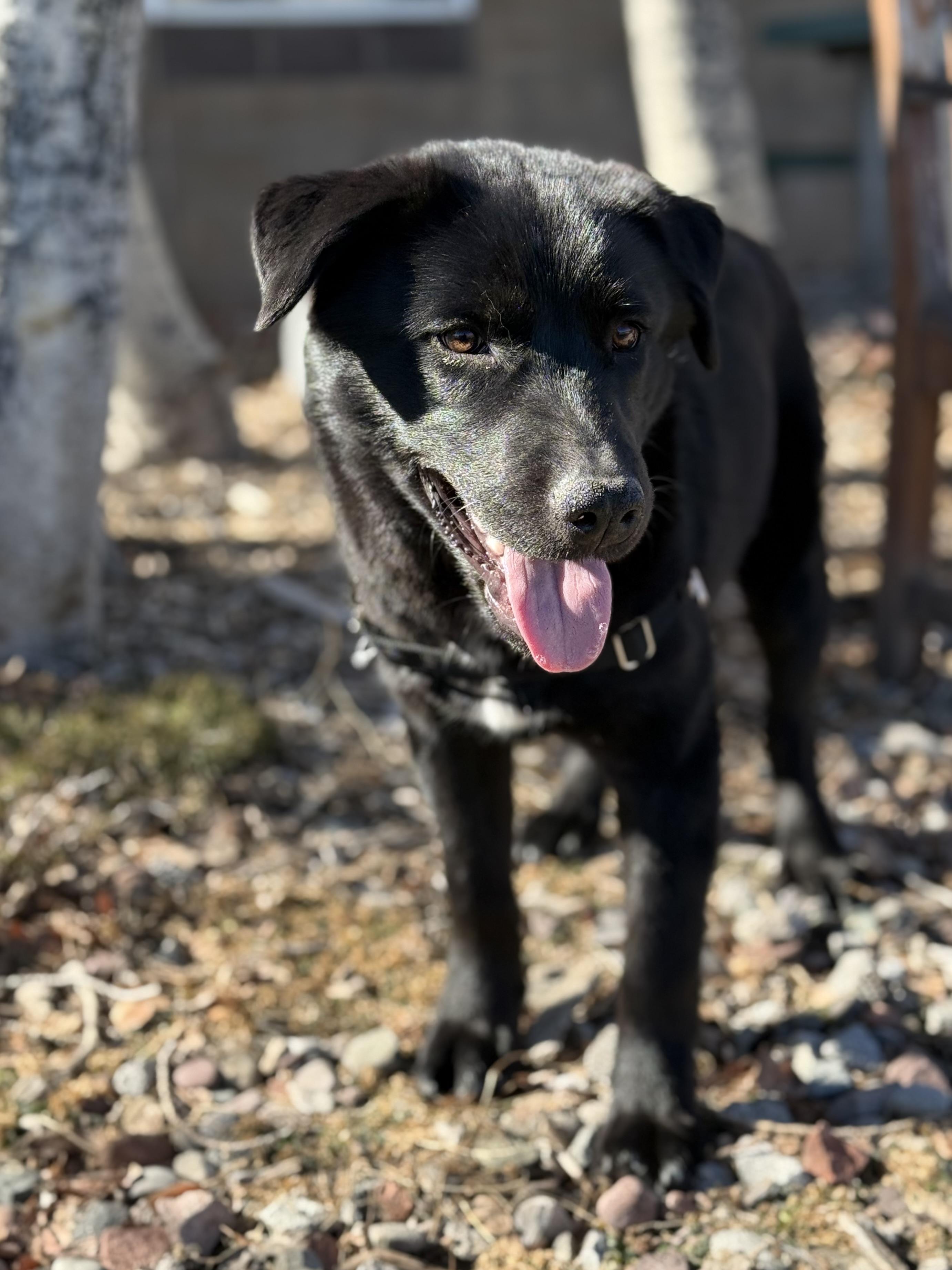 Enlarge Lucky Ace, a ADOPTABLE mixed breed in Eagle, CO image 3/6