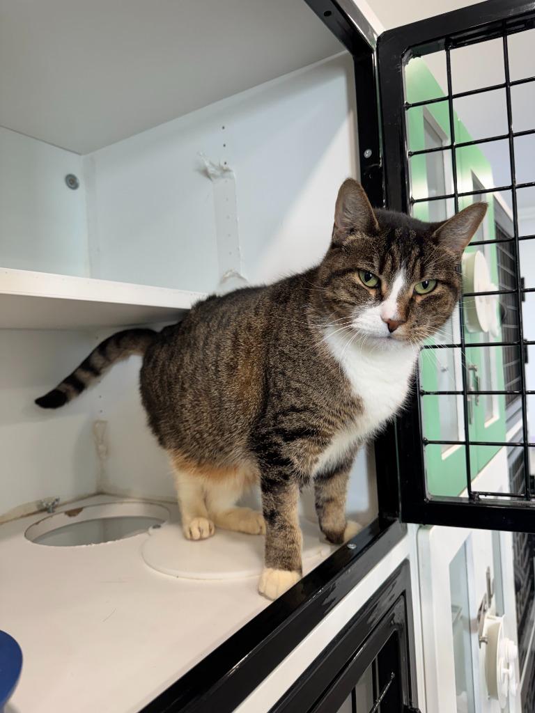 Enlarge Tara, a Adopted mixed breed in Lunenburg, VT image 2/4