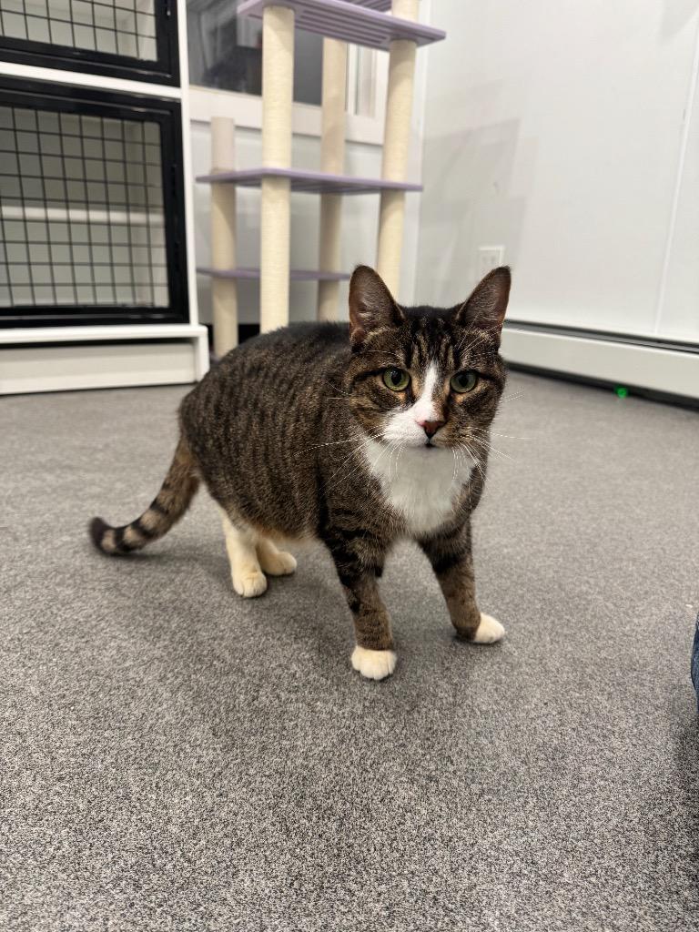 Enlarge Tara, a Adopted mixed breed in Lunenburg, VT image 4/4