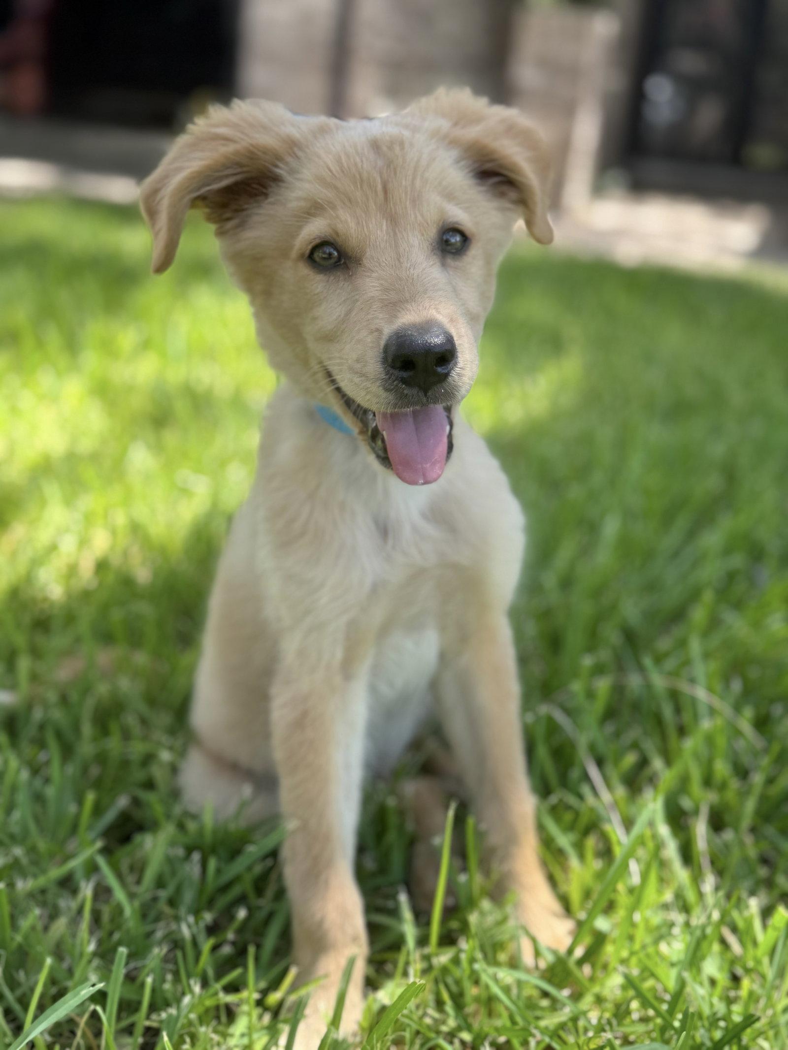 Teddy, Adoptable, Young Male Golden Retriever.