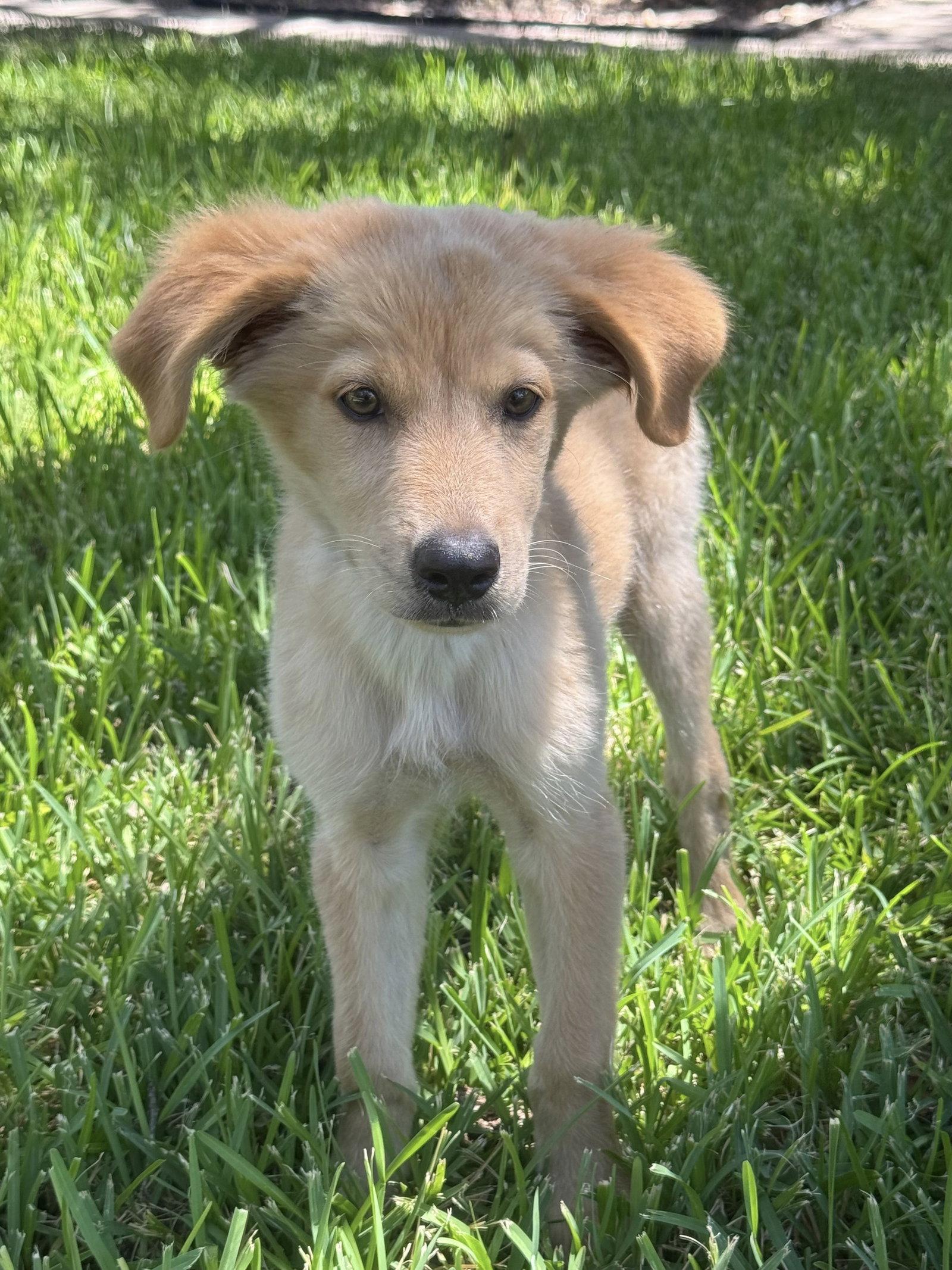 Teddy, a Adoptable Golden Retriever in Helotes, TX image 2/3