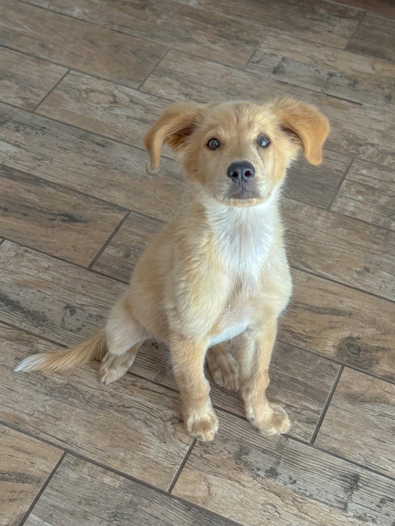 Teddy, a Adoptable Golden Retriever in Helotes, TX image 3/3
