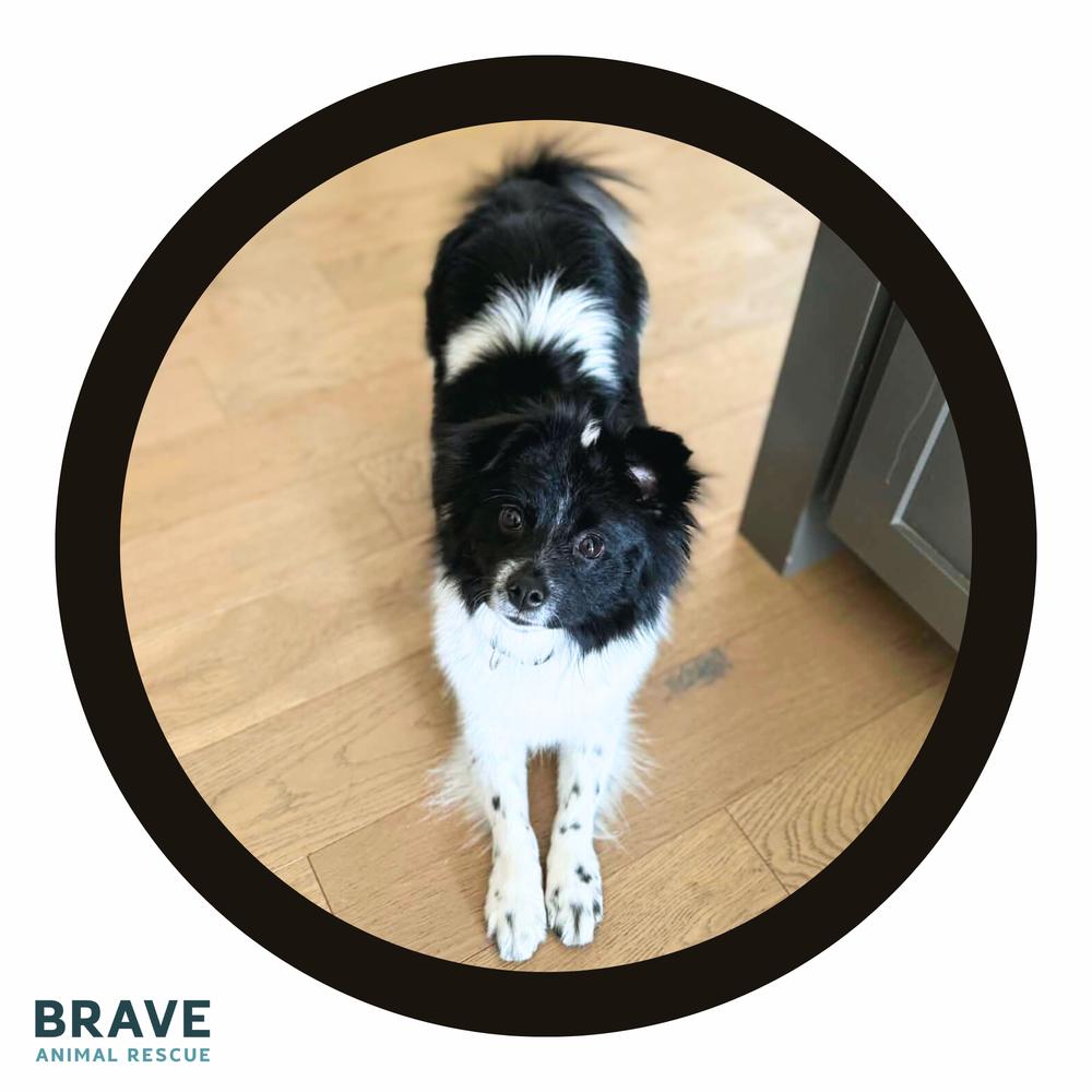 Cleo, Adoptable, Adult Female Pomeranian.