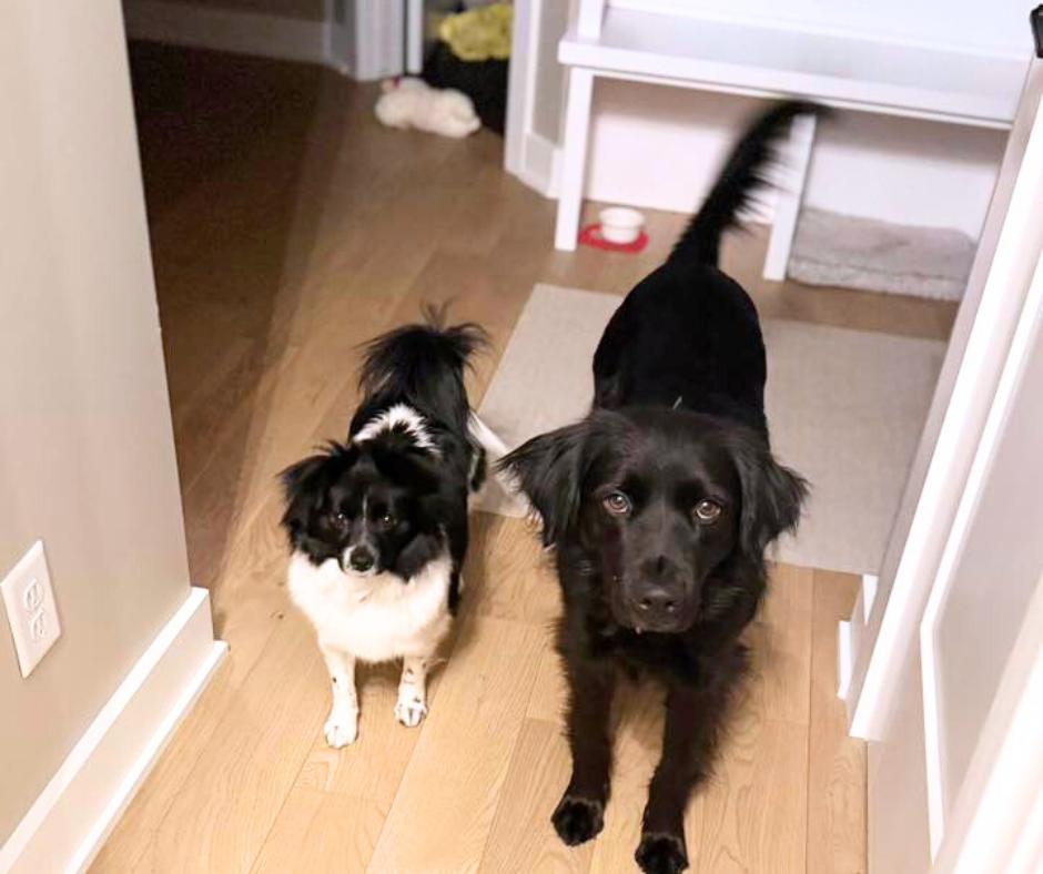 Enlarge Cleo, a Adoptable mixed breed in Lincoln, NE image 2/6