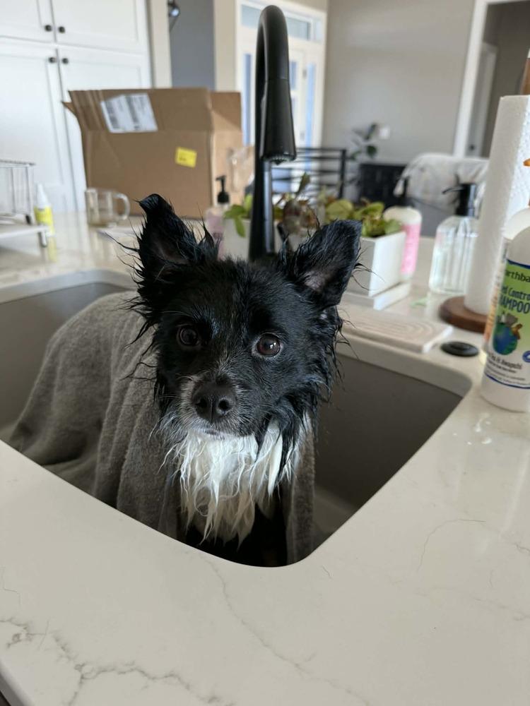 Enlarge Cleo, a Adoptable mixed breed in Lincoln, NE image 3/6