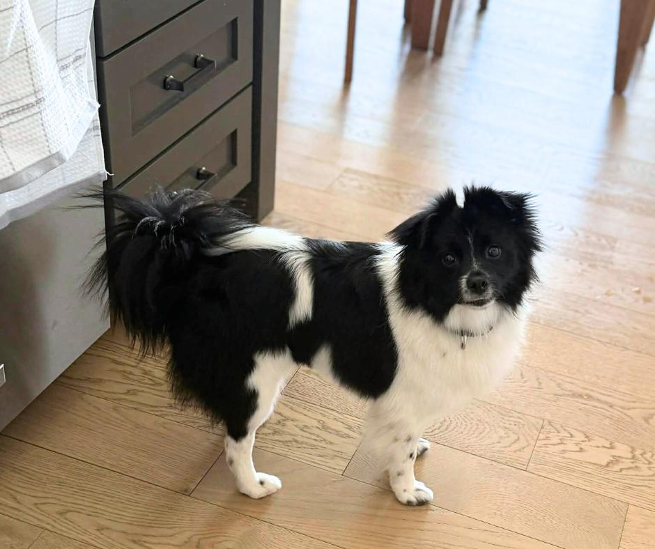 Enlarge Cleo, a Adoptable mixed breed in Lincoln, NE image 6/6