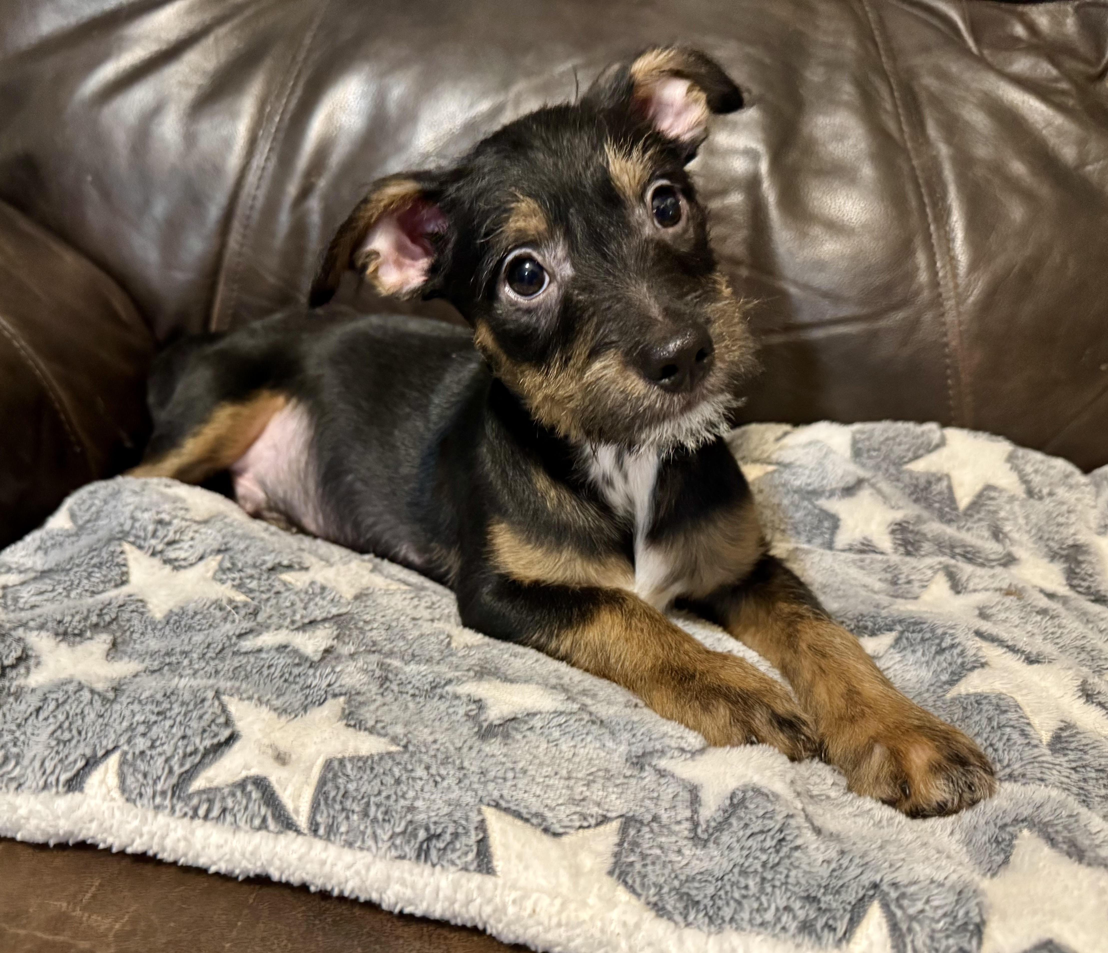 Enlarge River, a ADOPTABLE mixed breed in Maiden, NC image 2/4