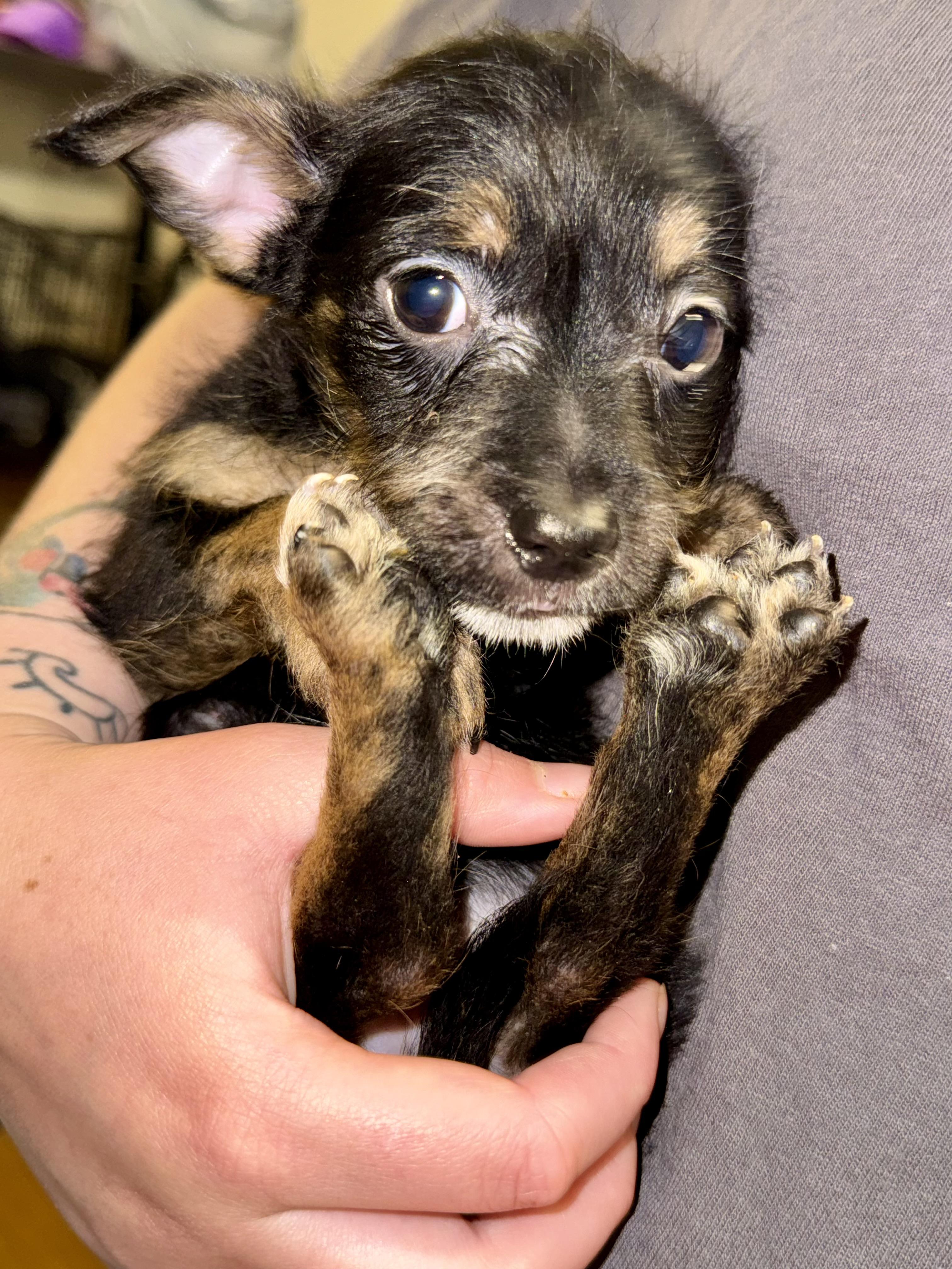 River, ADOPTABLE, Puppy Male Dachshund.