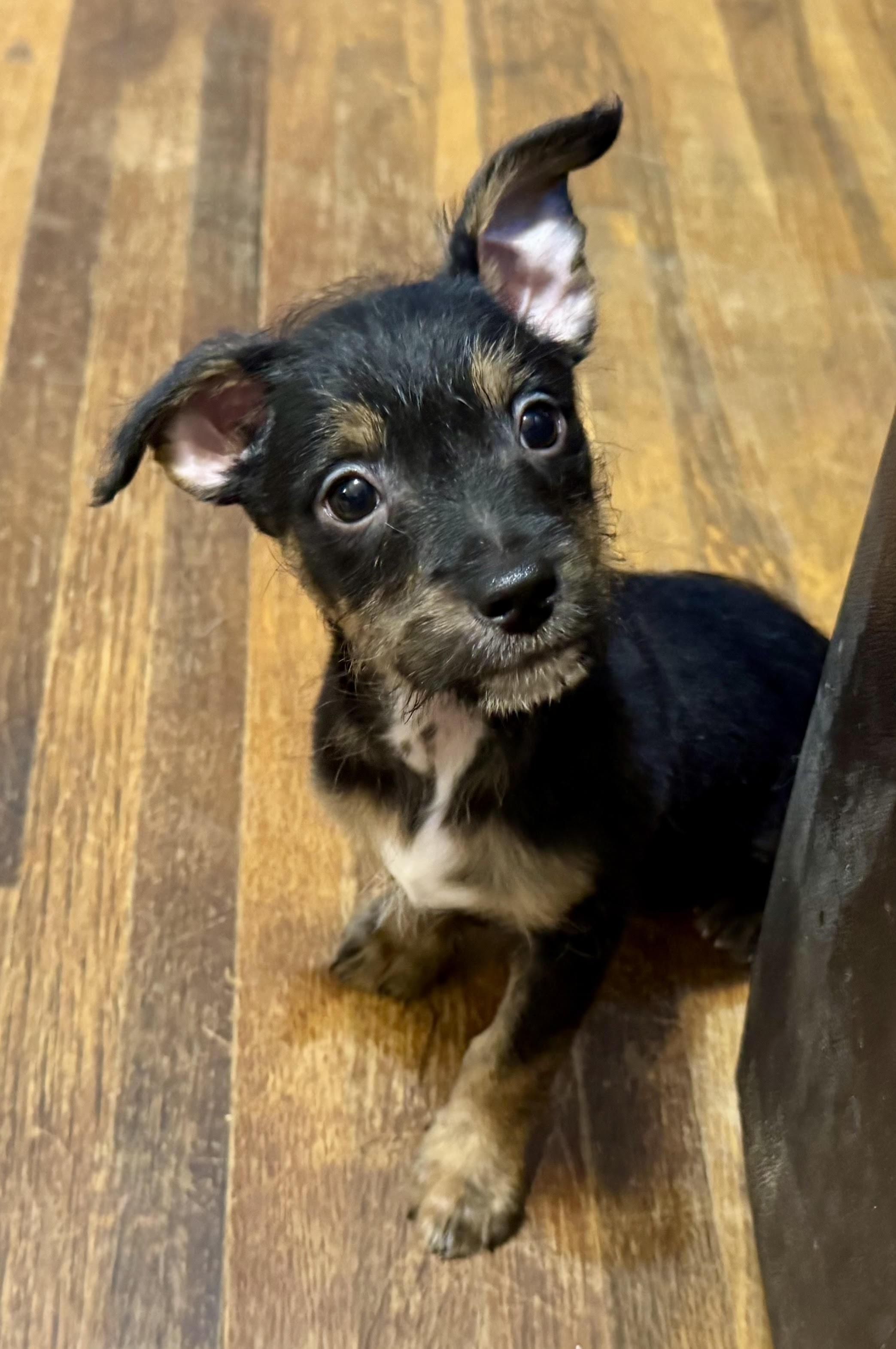 Enlarge River, a ADOPTABLE mixed breed in Maiden, NC image 1/5