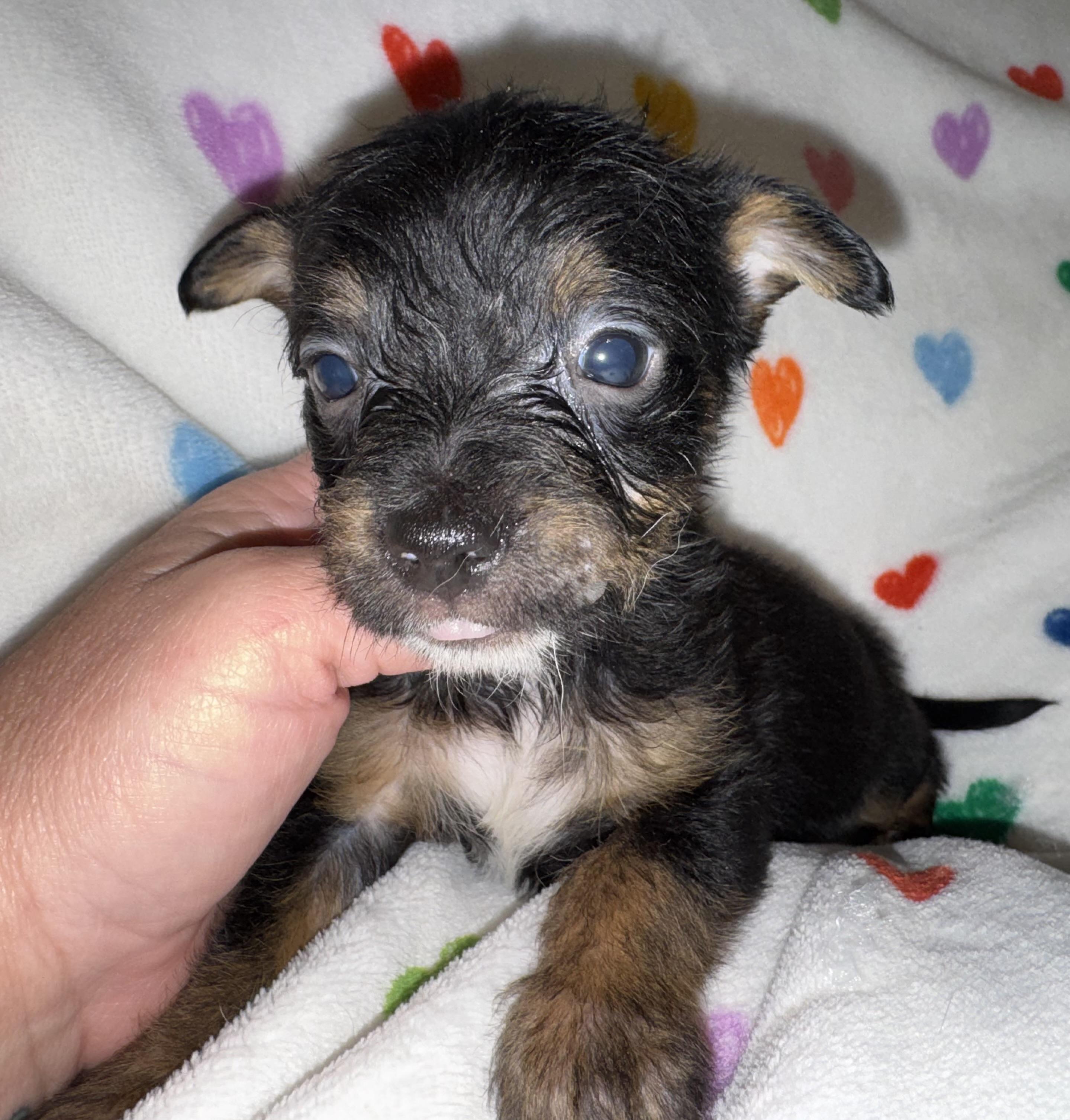 Enlarge River, a ADOPTABLE mixed breed in Maiden, NC image 5/5