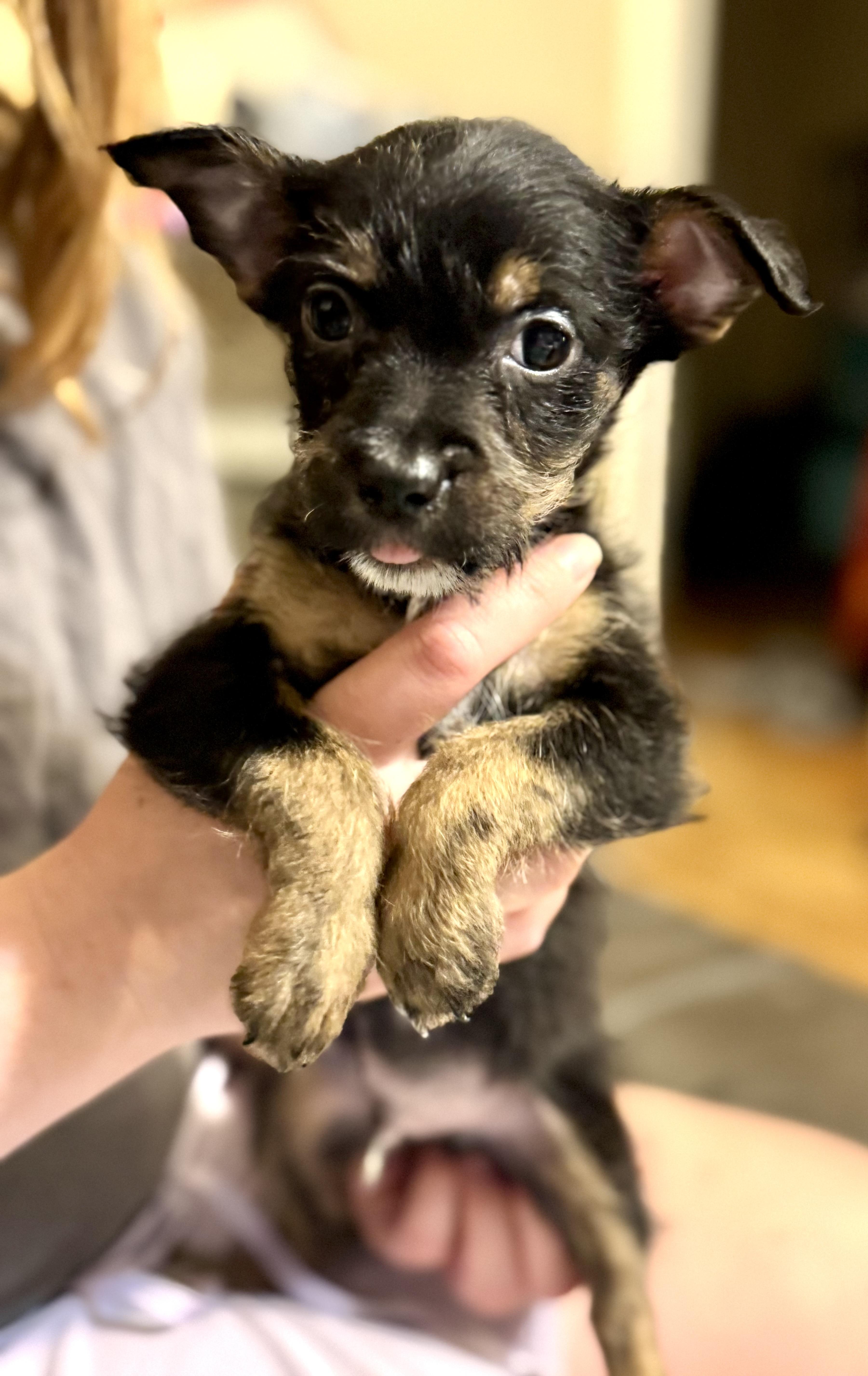 Enlarge River, a ADOPTABLE mixed breed in Maiden, NC image 3/5