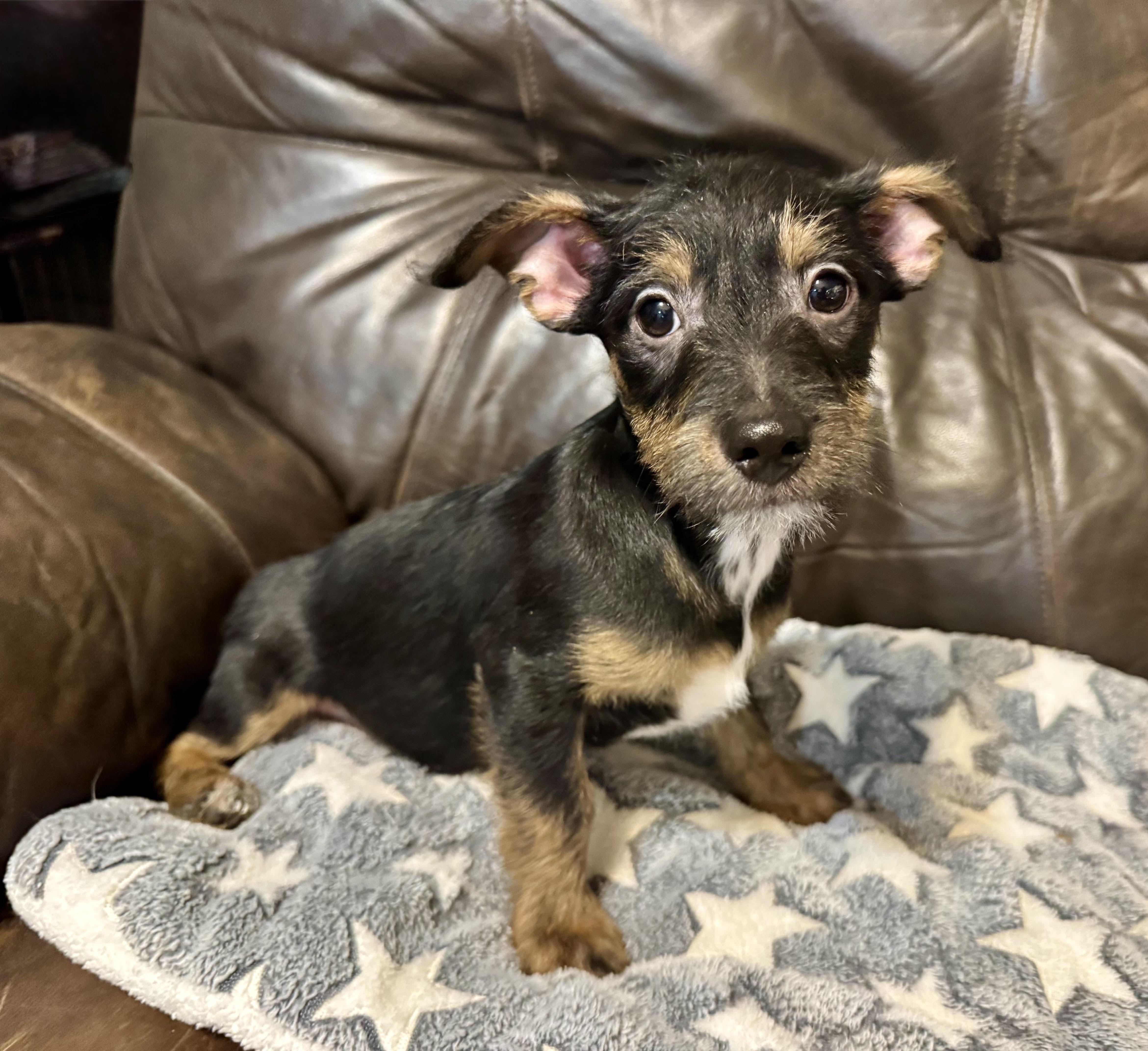 River, ADOPTABLE, Puppy Male Dachshund.