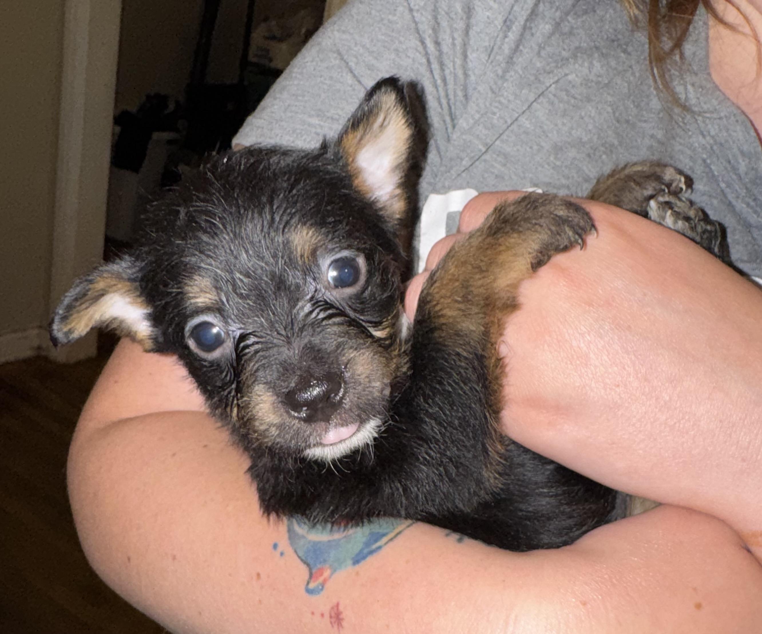 Enlarge River, a ADOPTABLE mixed breed in Maiden, NC image 4/5
