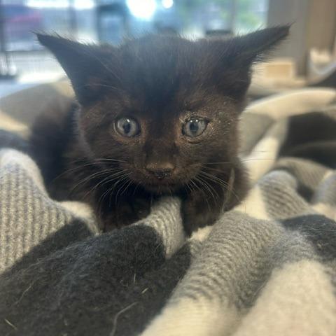 Turny, Adoptable, Young Male Domestic Short Hair.