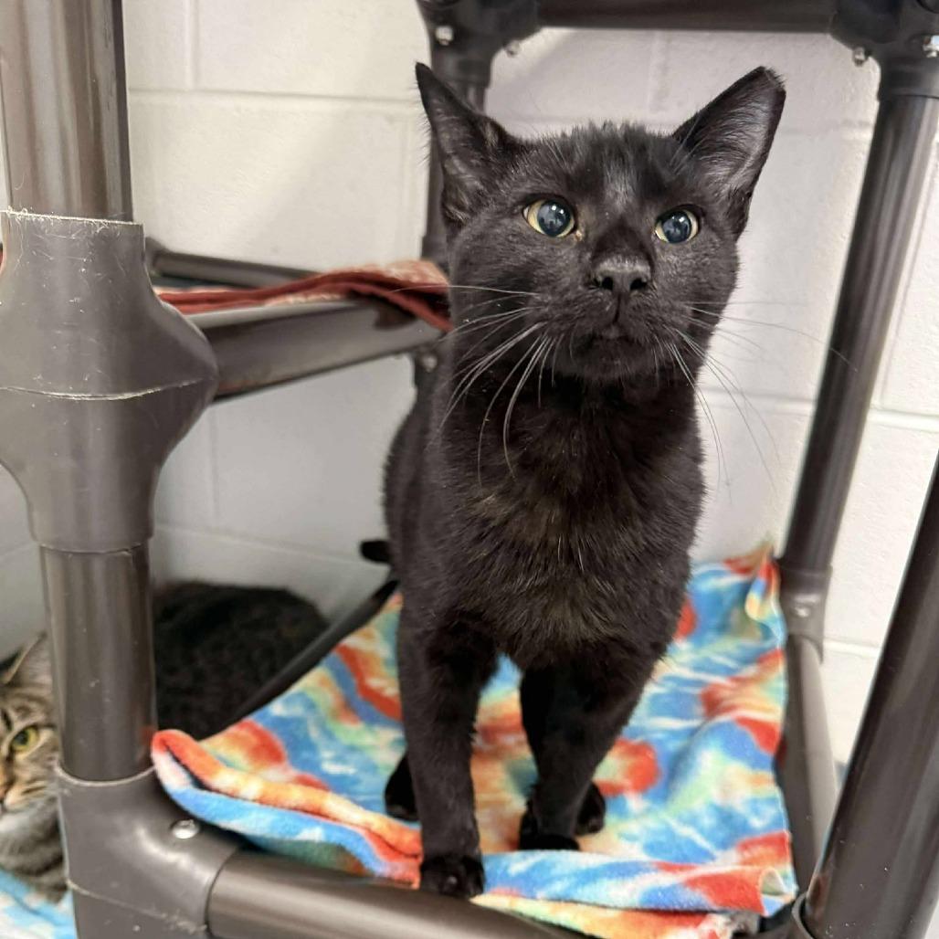 Turny, a Adoptable Domestic Short Hair in Rocky Mount, VA image 2/2