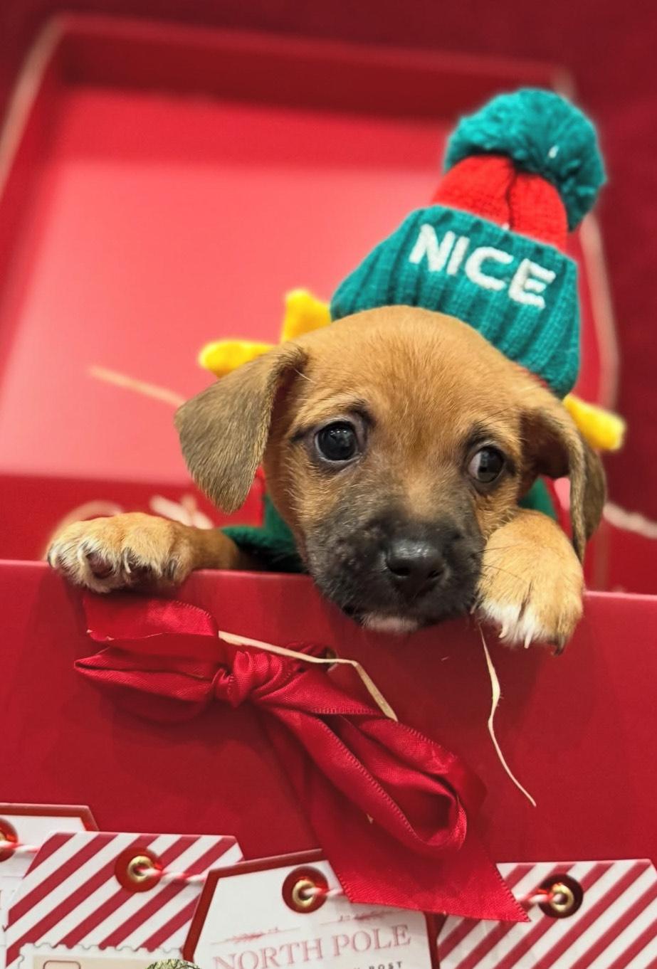 Hoka, an adopted mixed breed in West Hollywood, CA image 2/5
