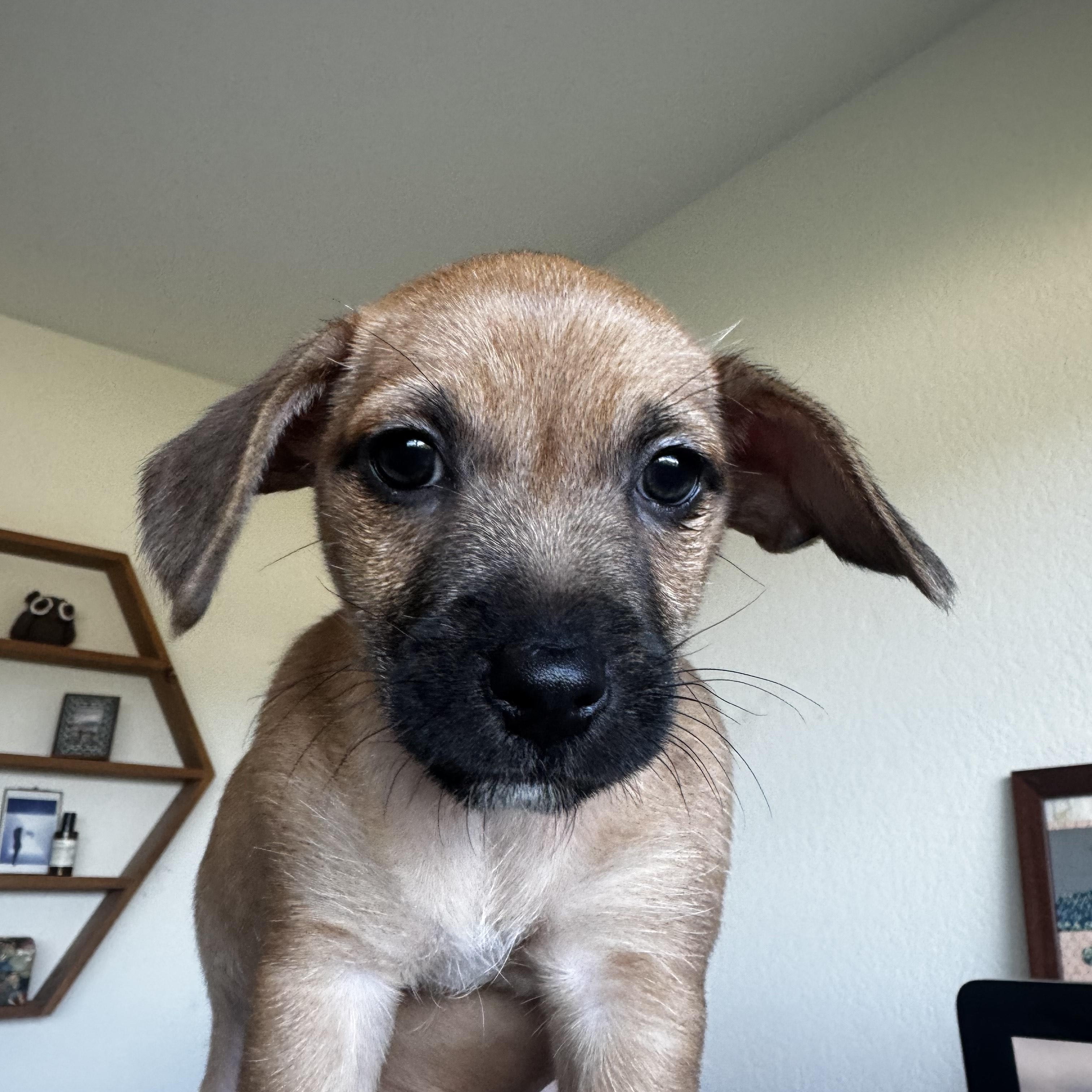 Hoka, an adopted mixed breed in West Hollywood, CA image 1/5