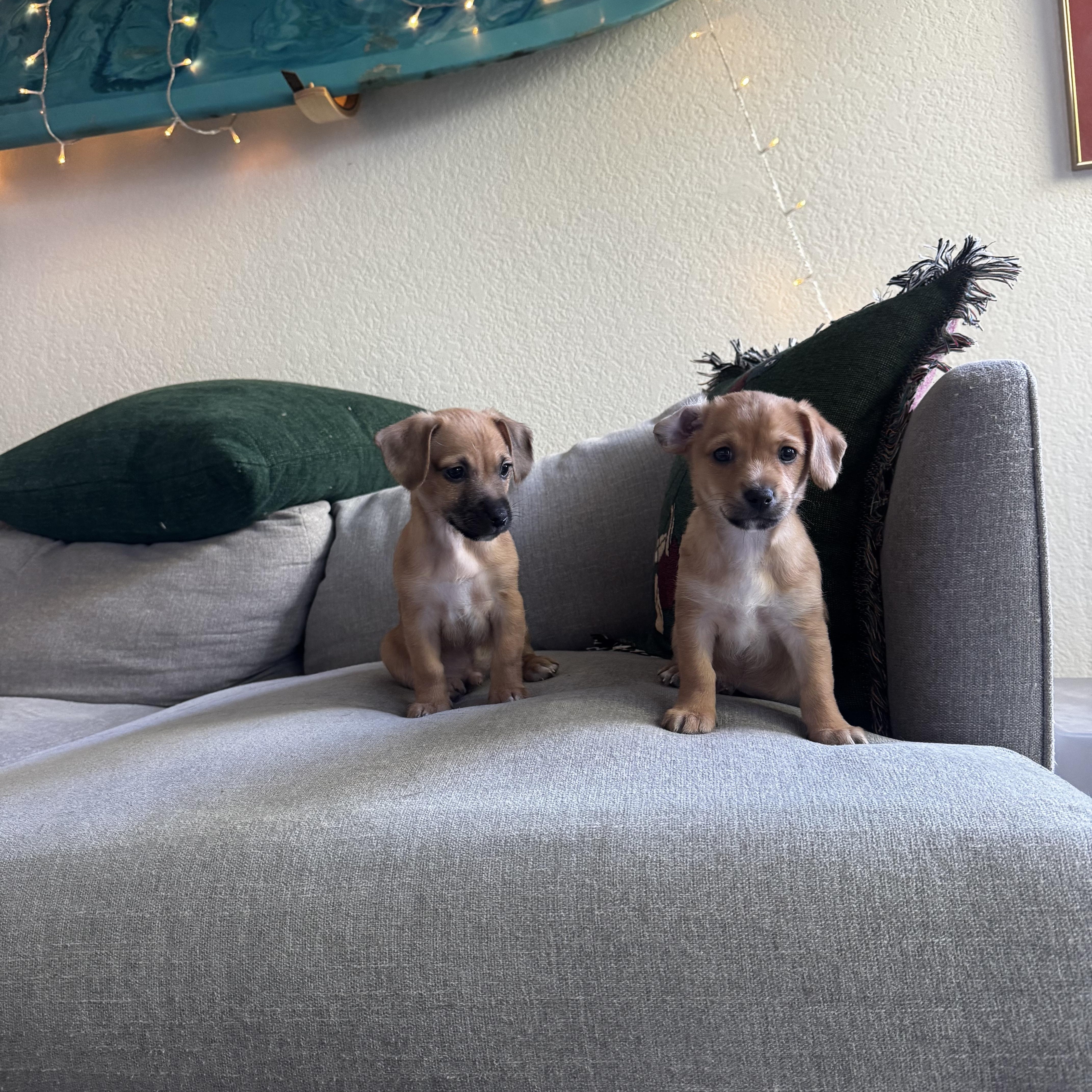 Hoka, an adopted mixed breed in West Hollywood, CA image 5/5