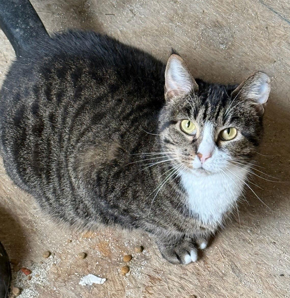 Meowler, Adoptable, Adult Female Domestic Short Hair & Tabby.