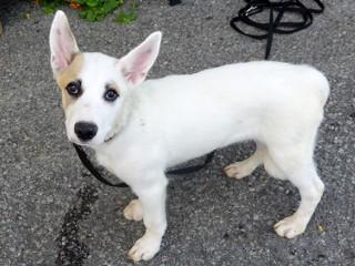 Heidi's Snow, an adoptable Cattle Dog, Australian Shepherd in Anaconda, MT, 59711 | Photo Image 3