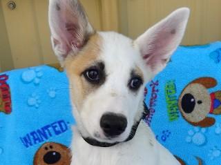 Heidi's Snow, an adoptable Cattle Dog, Australian Shepherd in Anaconda, MT, 59711 | Photo Image 4