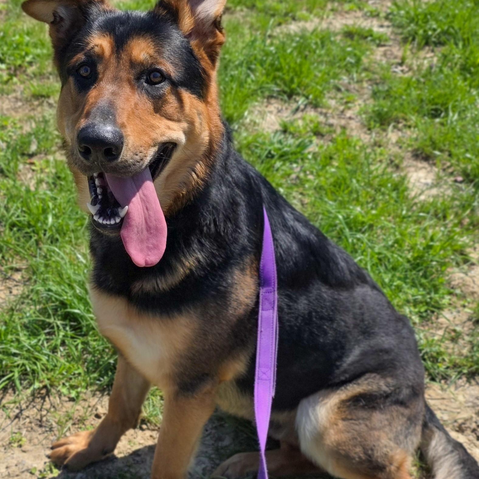 Enlarge Odin, a ADOPTABLE mixed breed in Shepherdsville, KY image 6/6