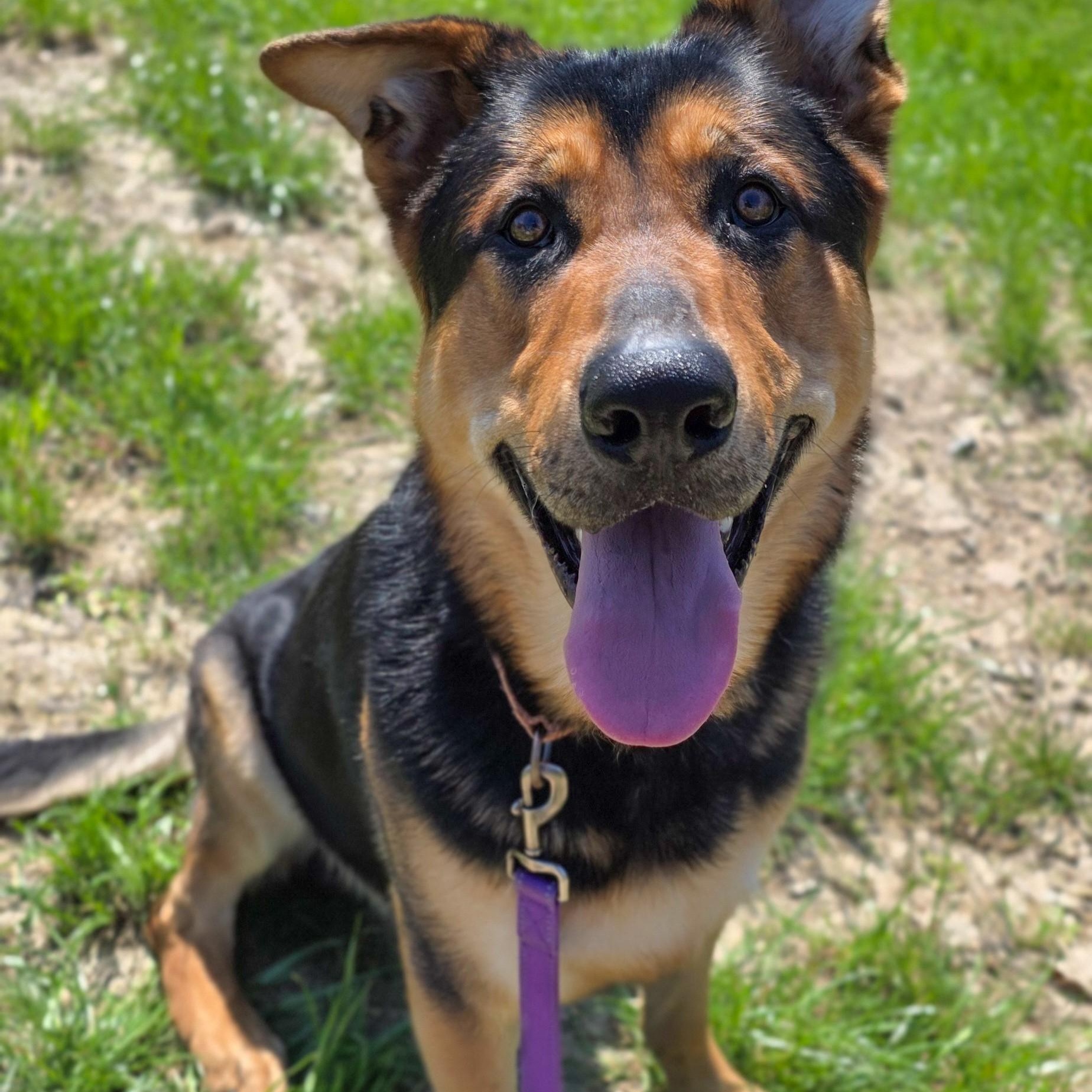Enlarge Odin, a ADOPTABLE mixed breed in Shepherdsville, KY image 5/6