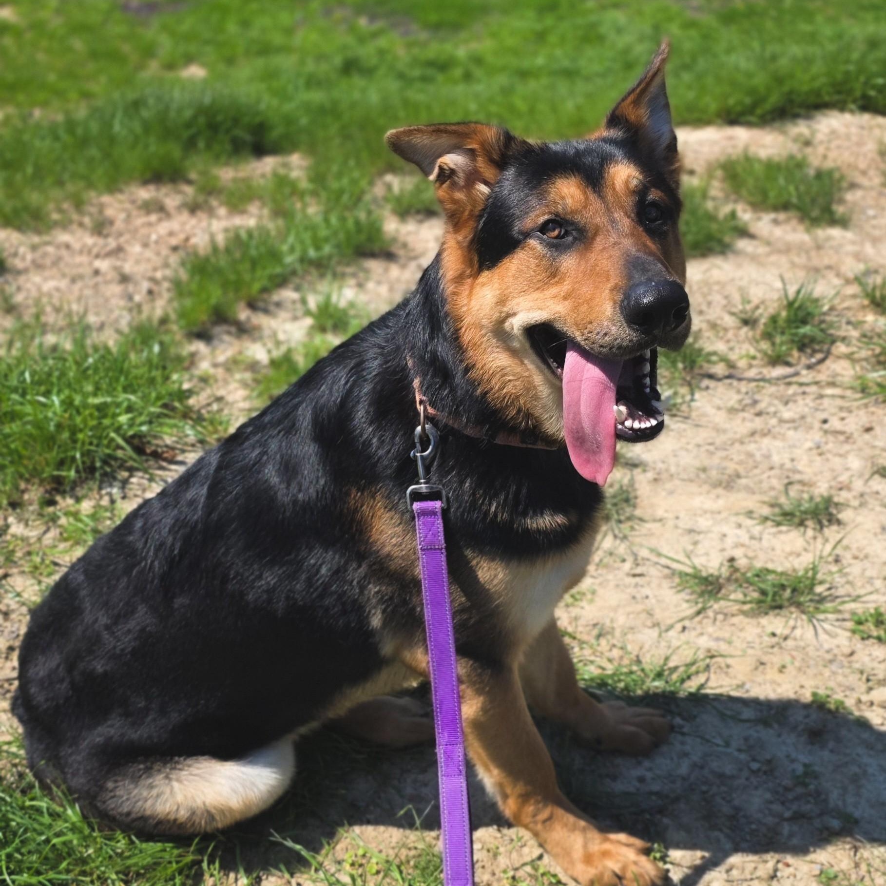 Enlarge Odin, a ADOPTABLE mixed breed in Shepherdsville, KY image 4/6