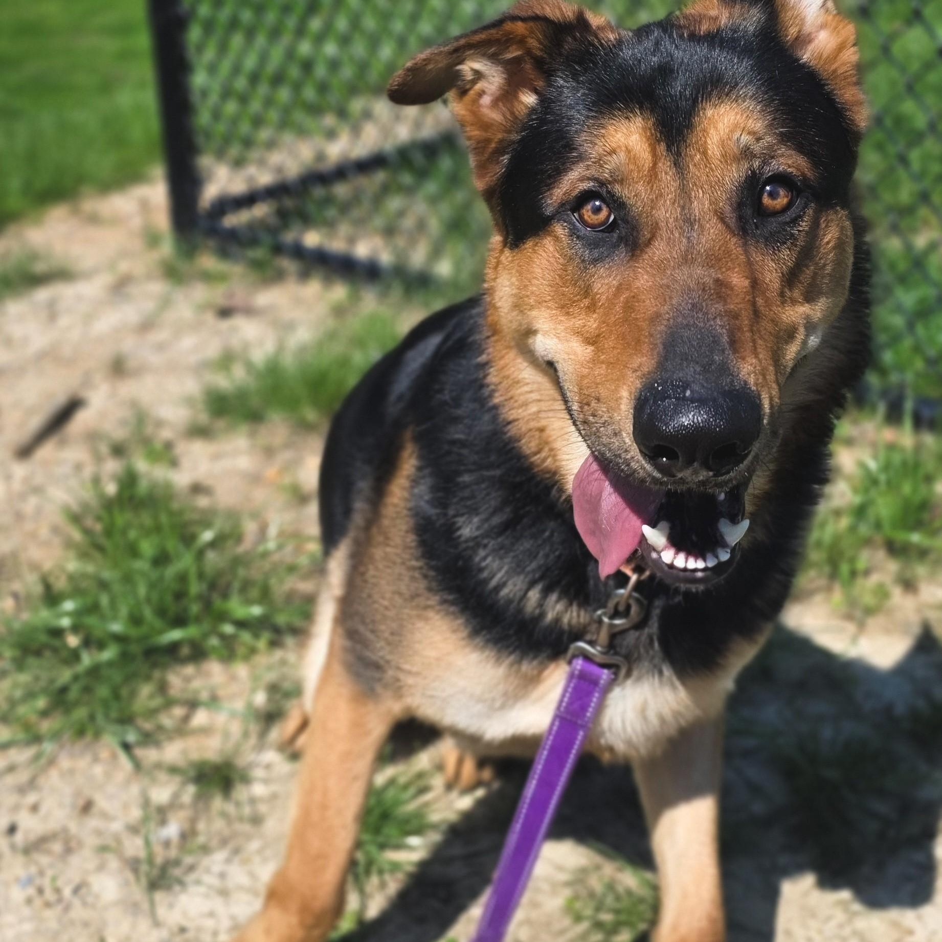 Enlarge Odin, a ADOPTABLE mixed breed in Shepherdsville, KY image 2/6
