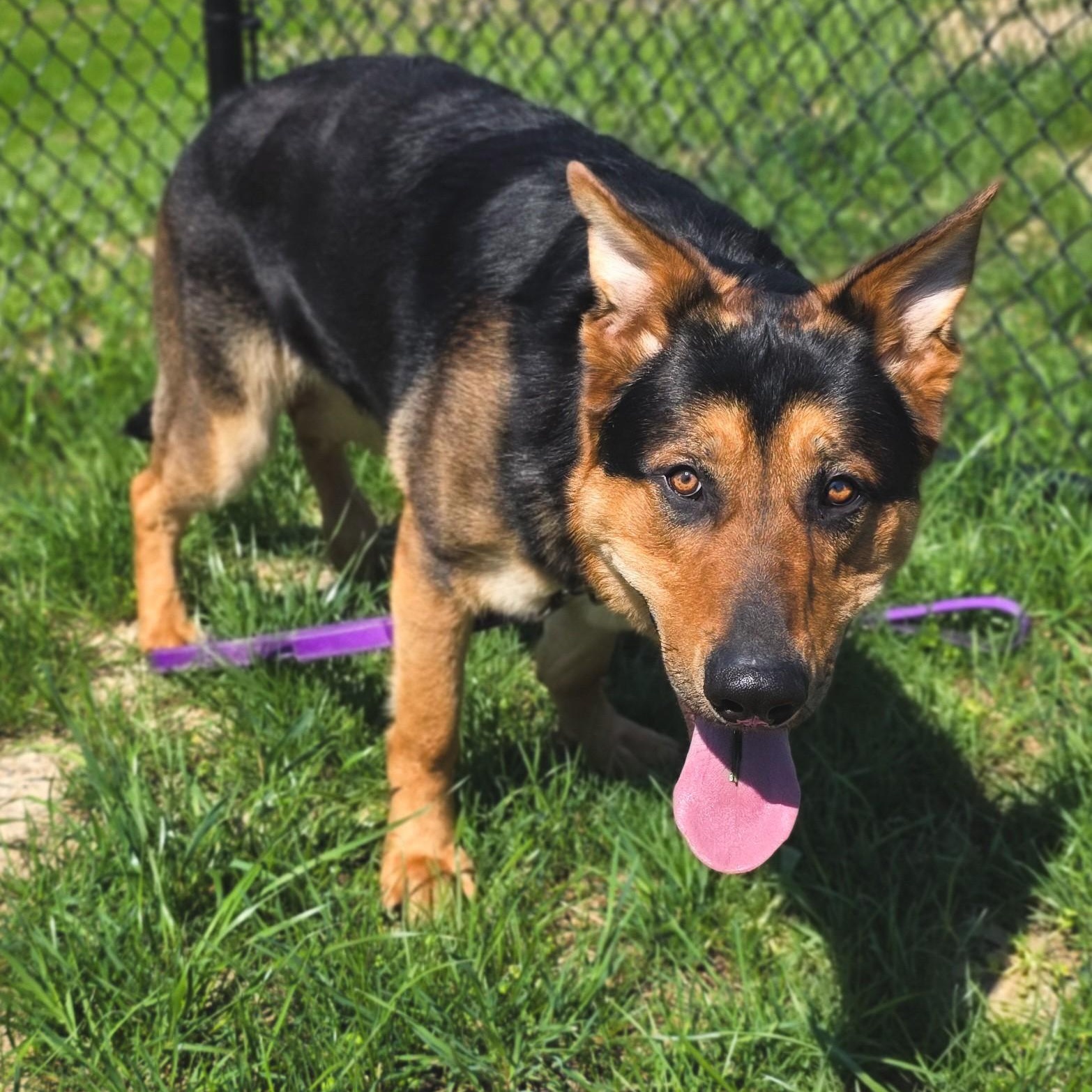 Enlarge Odin, a ADOPTABLE mixed breed in Shepherdsville, KY image 3/6
