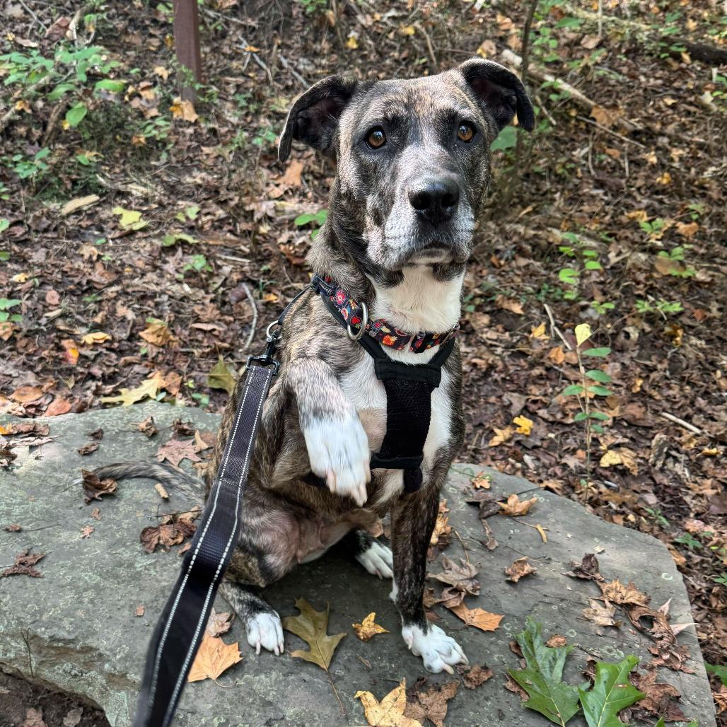 Enlarge Nola, a Adoptable Mixed Breed in Reisterstown, MD image 1/6