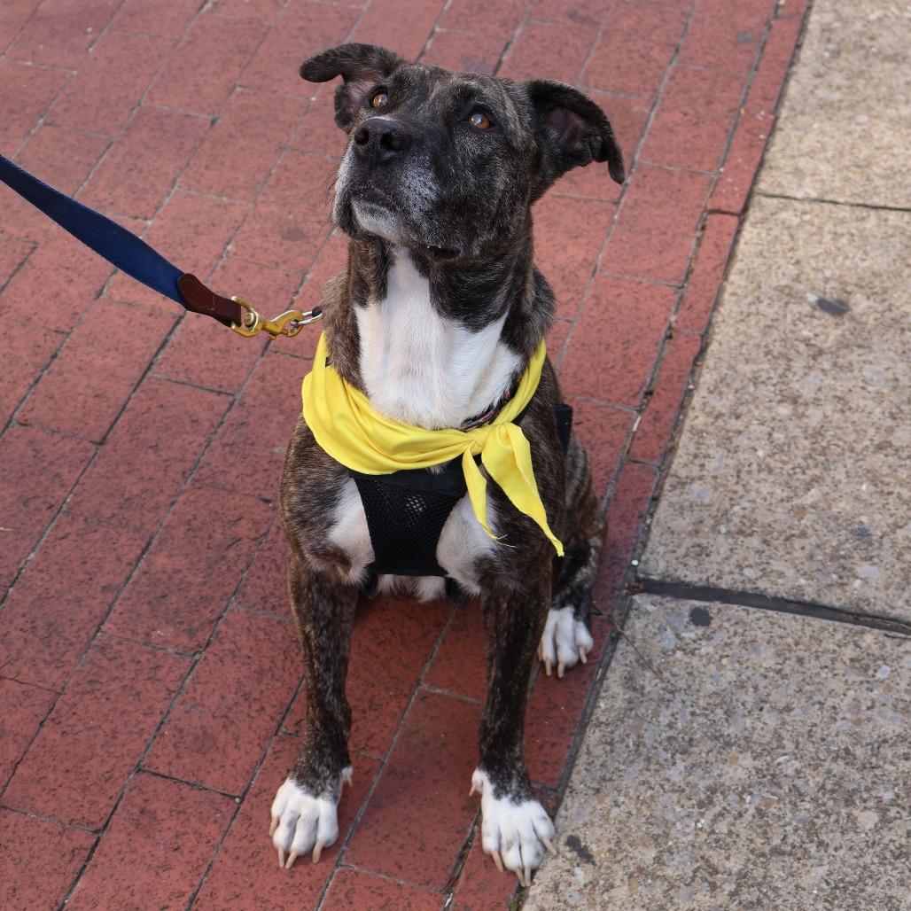 Enlarge Nola, a Adoptable Mixed Breed in Reisterstown, MD image 2/6