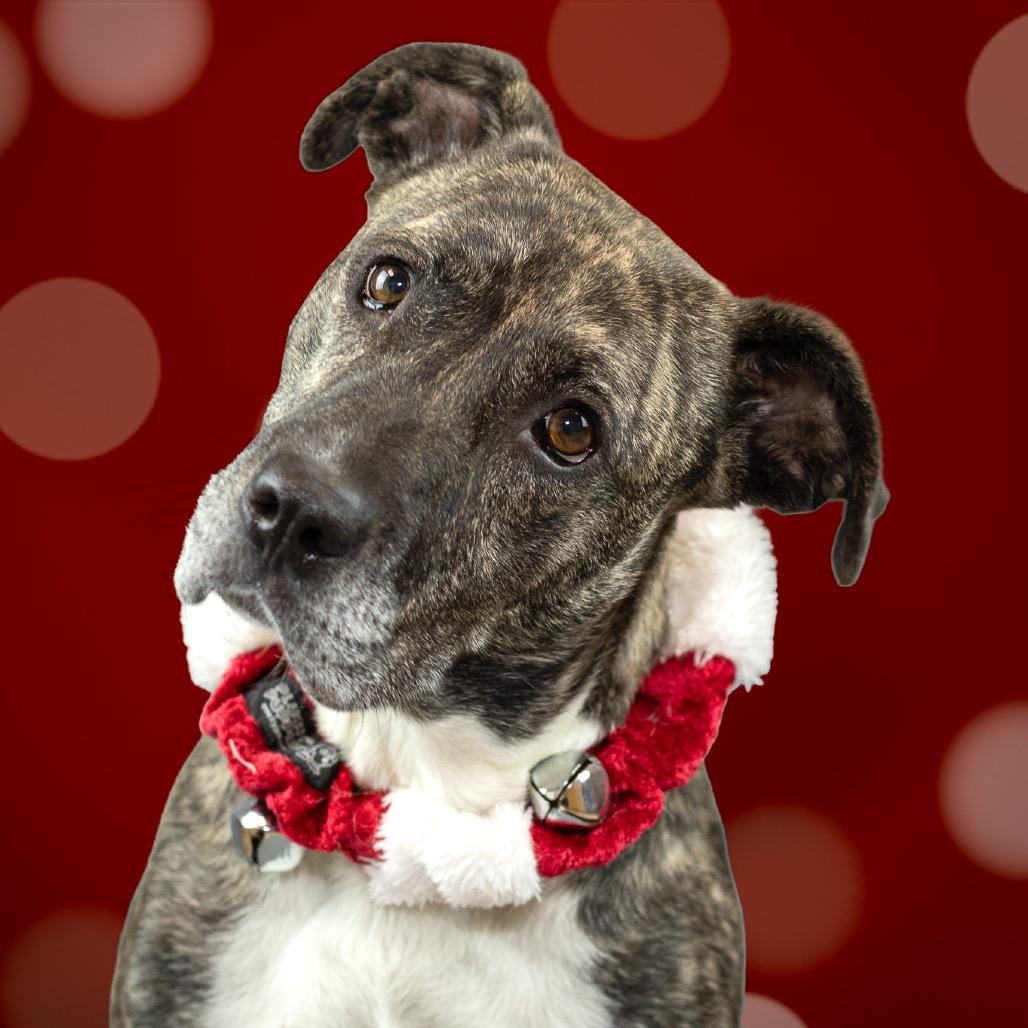 Enlarge Nola, a Adoptable Mixed Breed in Reisterstown, MD image 3/6