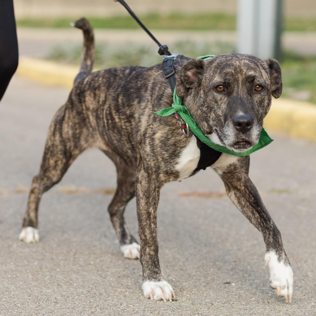 Enlarge Nola, a Adoptable Mixed Breed in Reisterstown, MD image 4/6