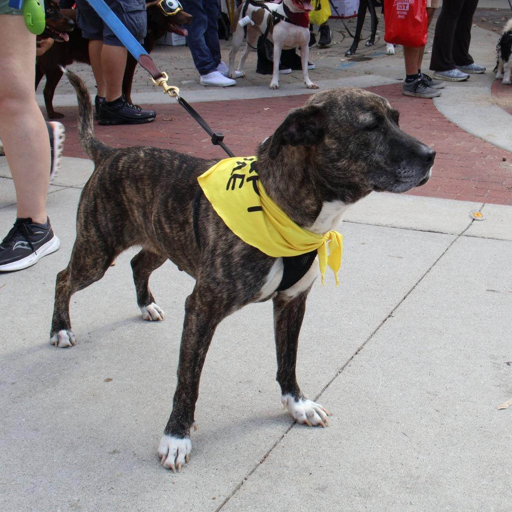 Enlarge Nola, a Adoptable Mixed Breed in Reisterstown, MD image 5/6