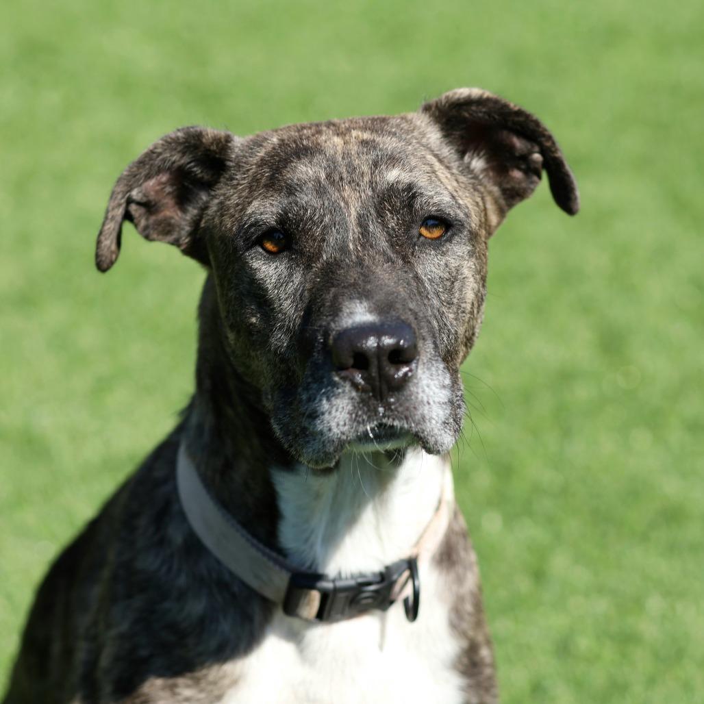 Enlarge Nola, a Adoptable Mixed Breed in Reisterstown, MD image 6/6