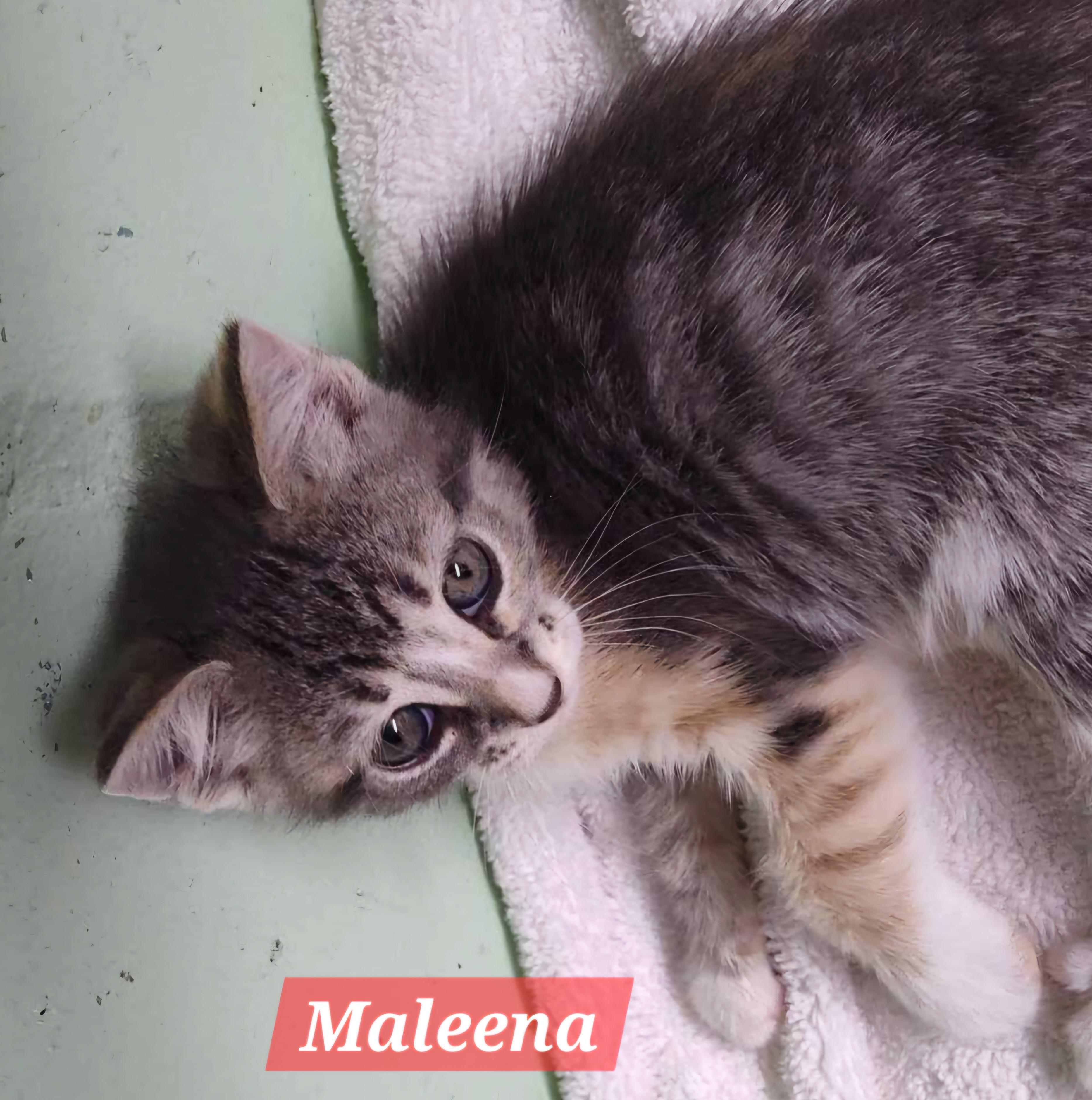 Enlarge Maleena, a Adoptable mixed breed in Spring Hill, FL image 2/3