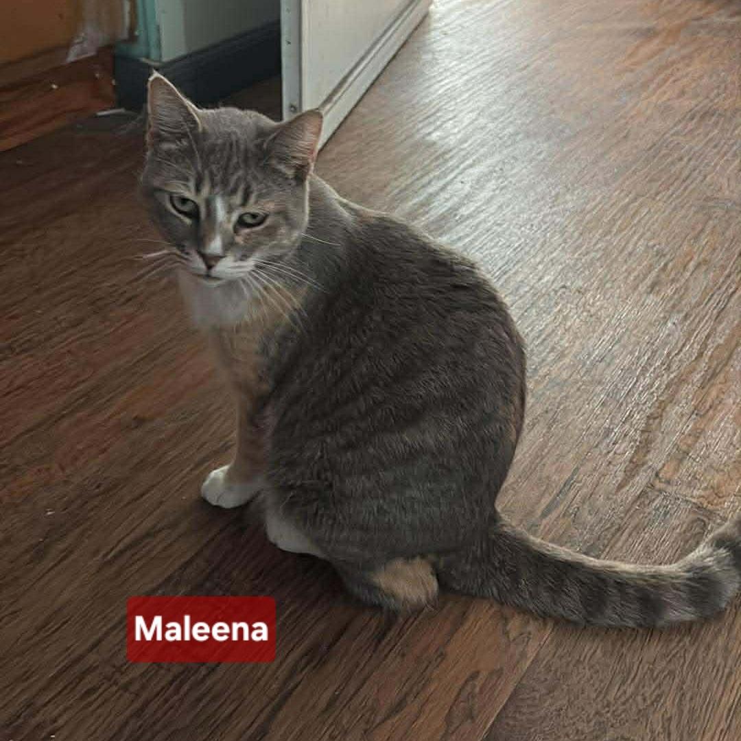Enlarge Maleena, a Adoptable mixed breed in Spring Hill, FL image 3/3
