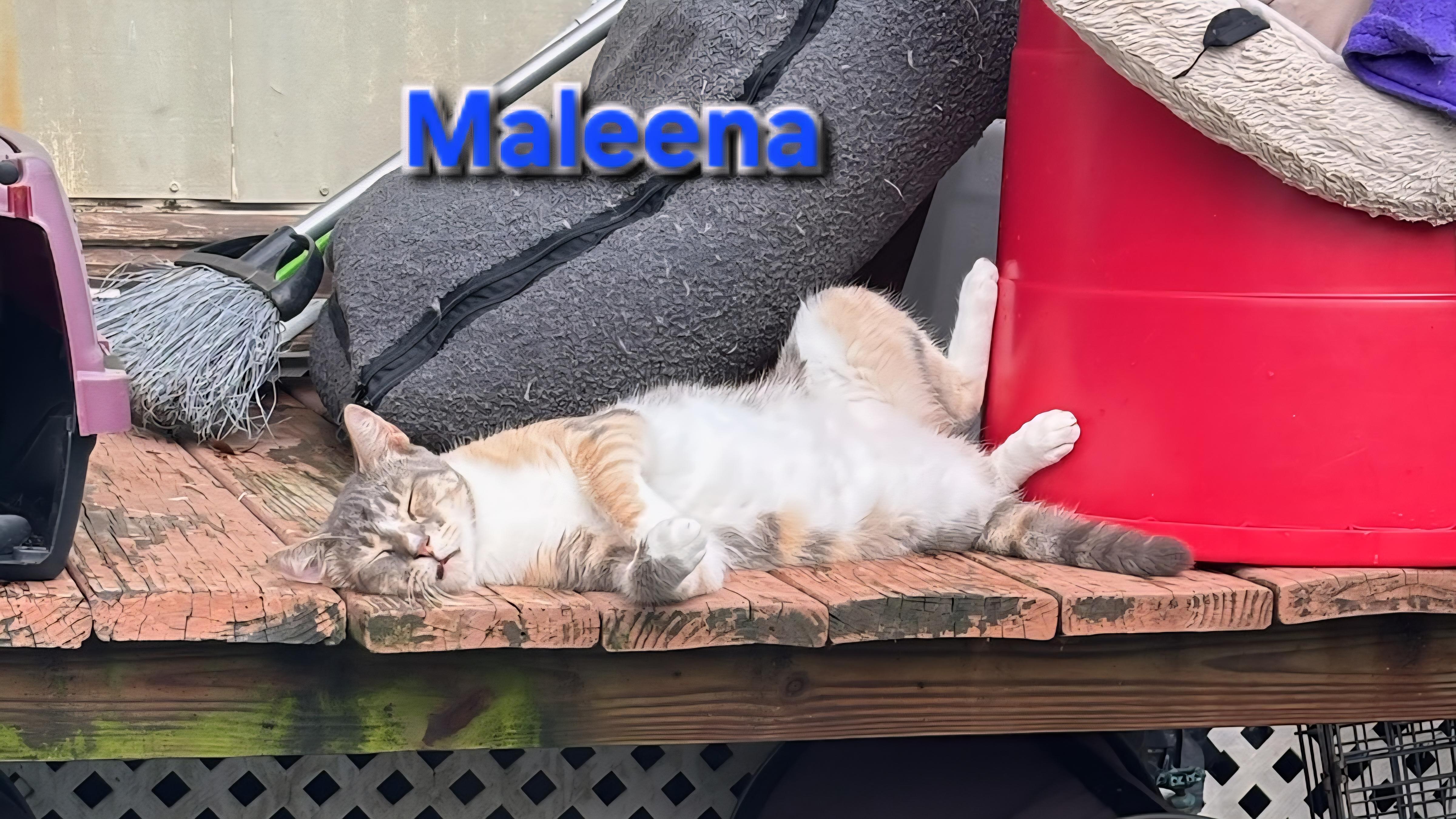 Enlarge Maleena, a Adoptable mixed breed in Spring Hill, FL image 1/3