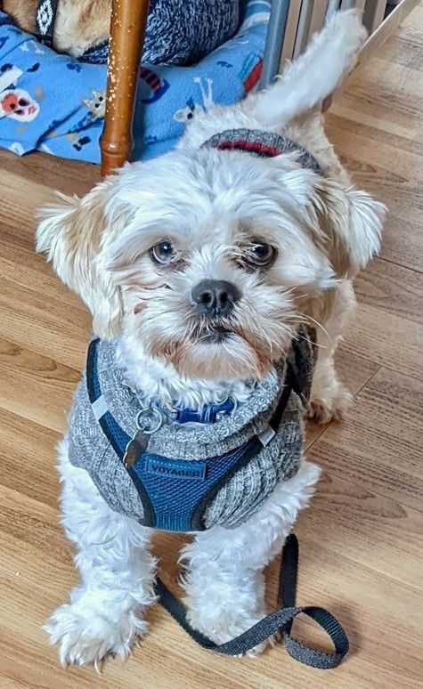 Enlarge Binx, a Adoptable mixed breed in Crompond, NY image 1/4