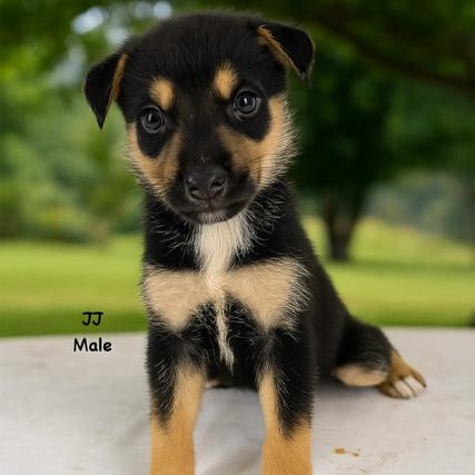 JJ, Baby Male German Shepherd Dog