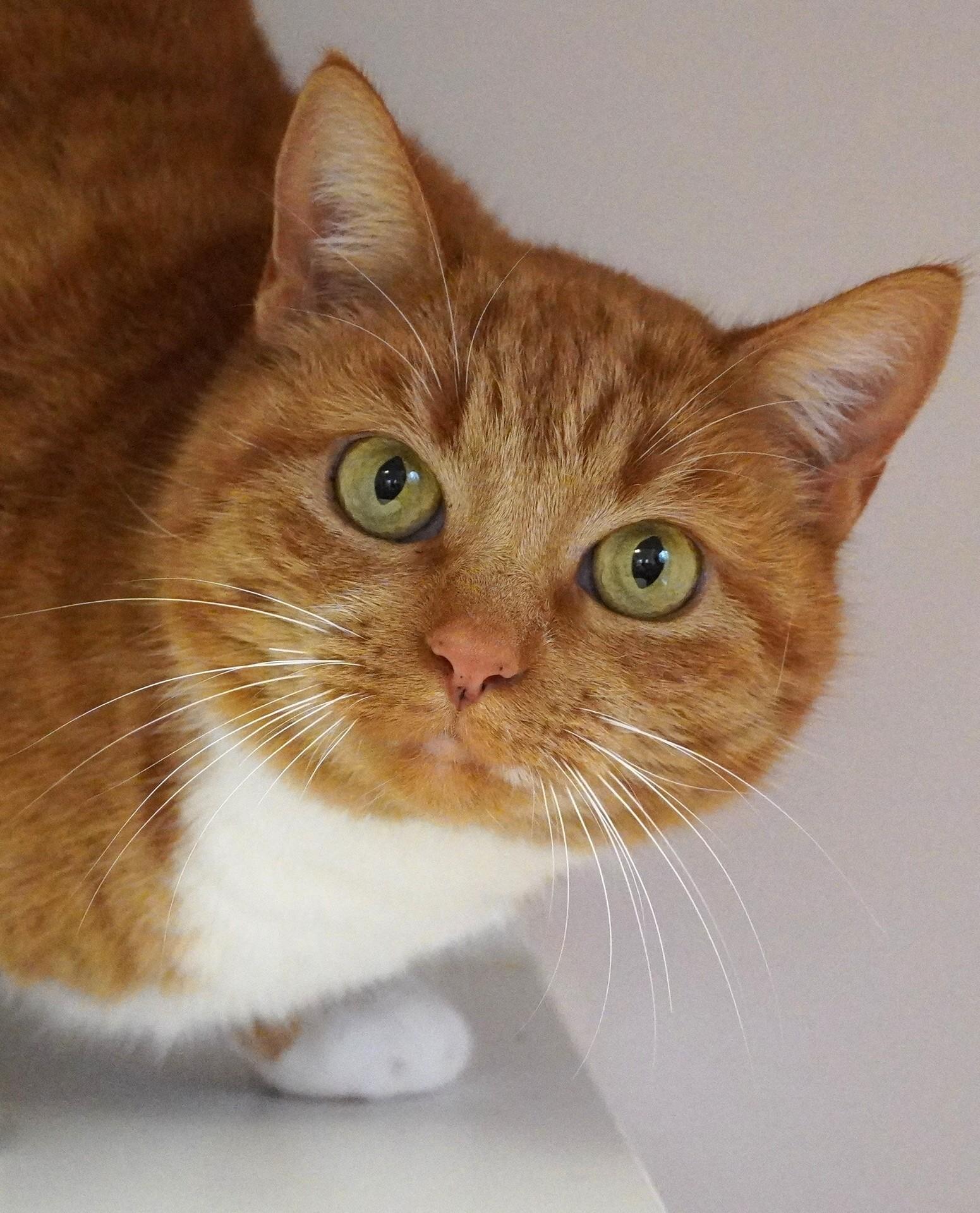 Cannoli, ADOPTABLE, Adult Female Domestic Short Hair.