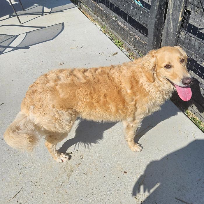 Enlarge Lucie Bee #7144, a Adoptable Golden Retriever in Louisville, KY image 2/4