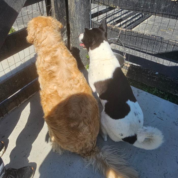 Enlarge Lucie Bee #7144, a Adoptable Golden Retriever in Louisville, KY image 3/4