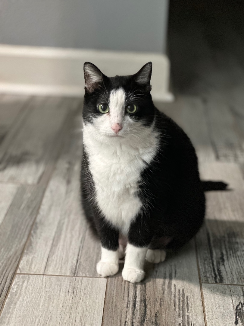 Lizzie - Foster Home DS, a Adoptable Domestic Medium Hair in Spring, TX image 4/6