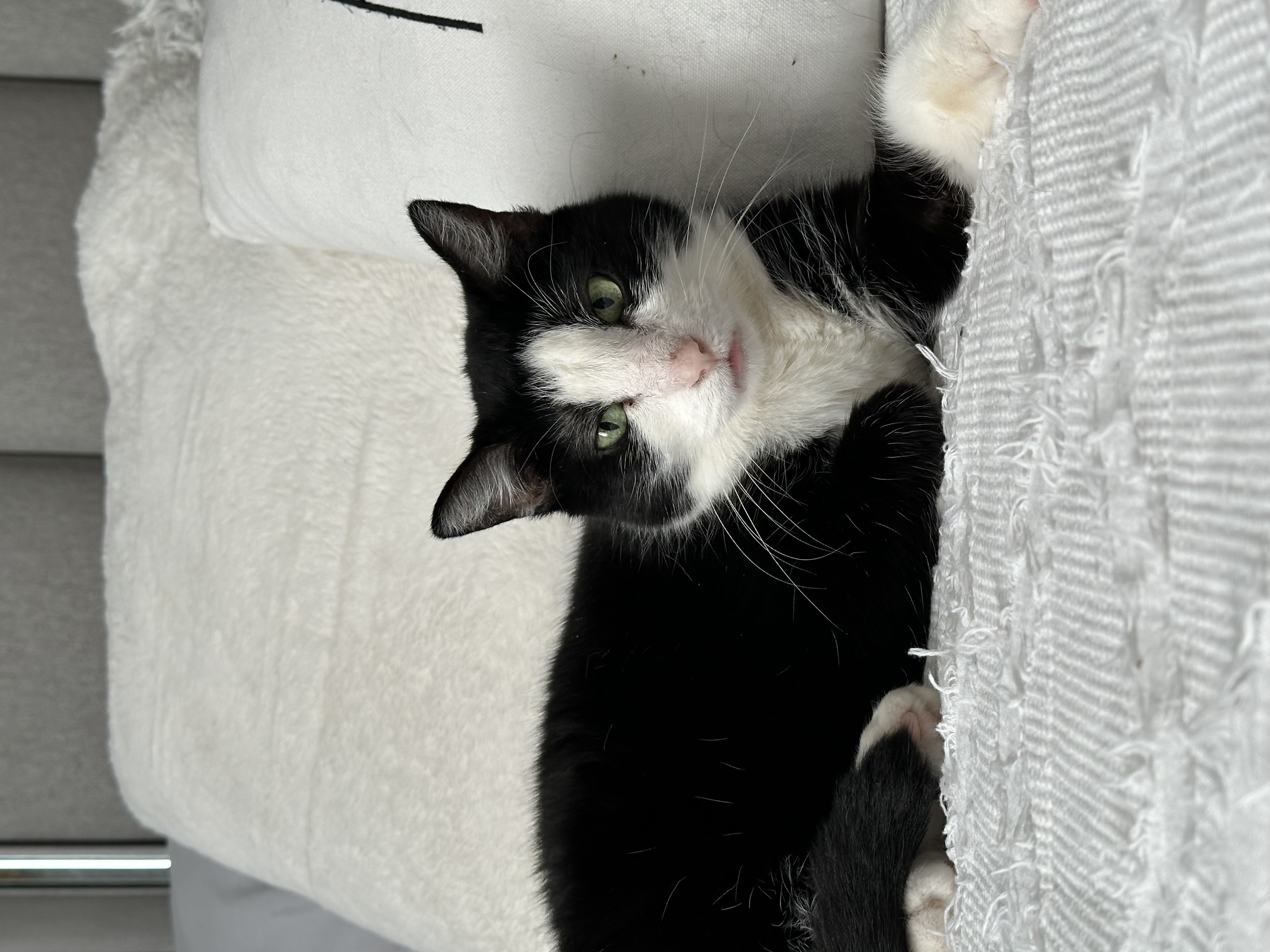 Lizzie - Foster Home DS, a Adoptable Domestic Medium Hair in Spring, TX image 3/6